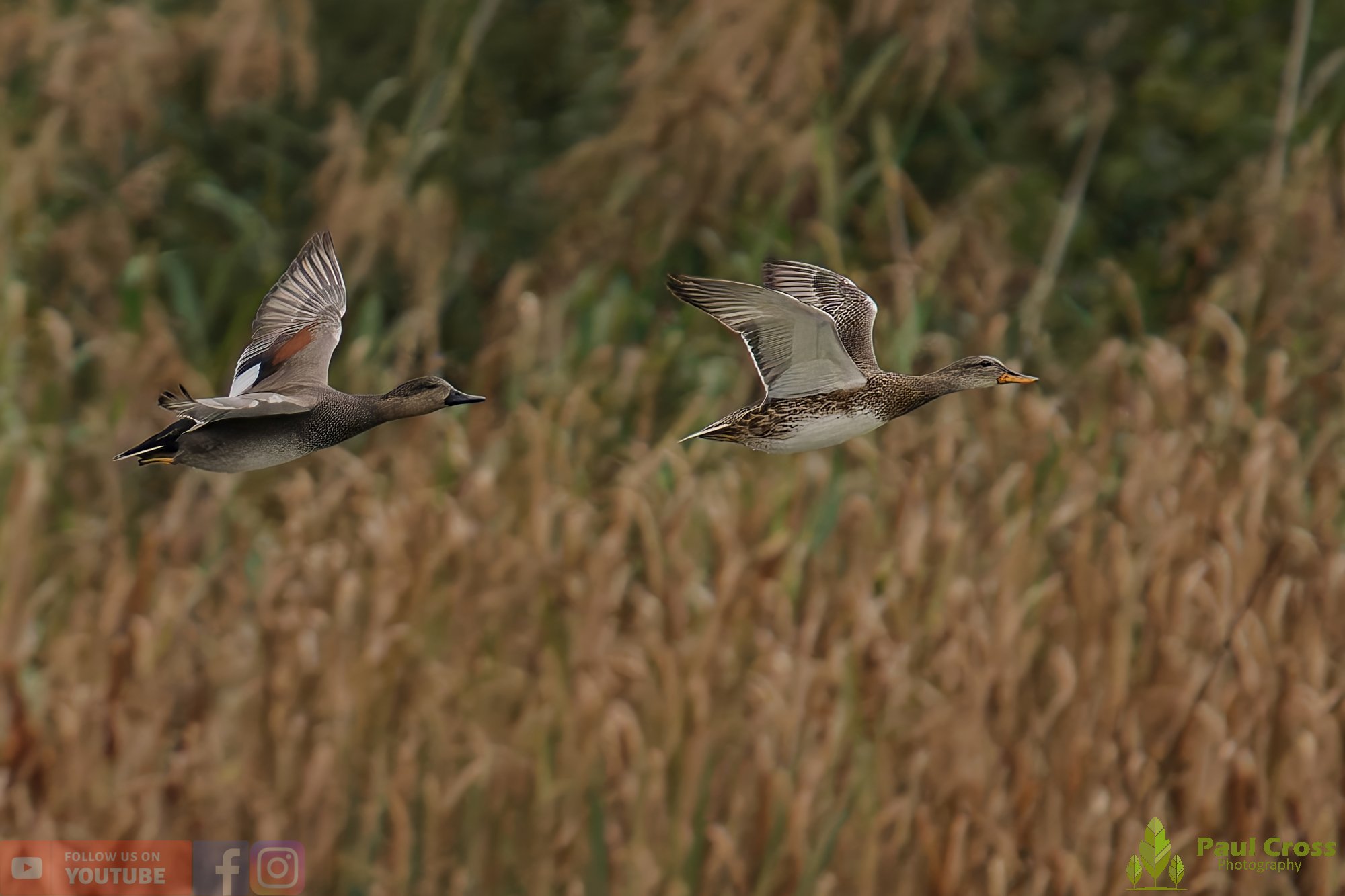Gadwall-00275.jpg