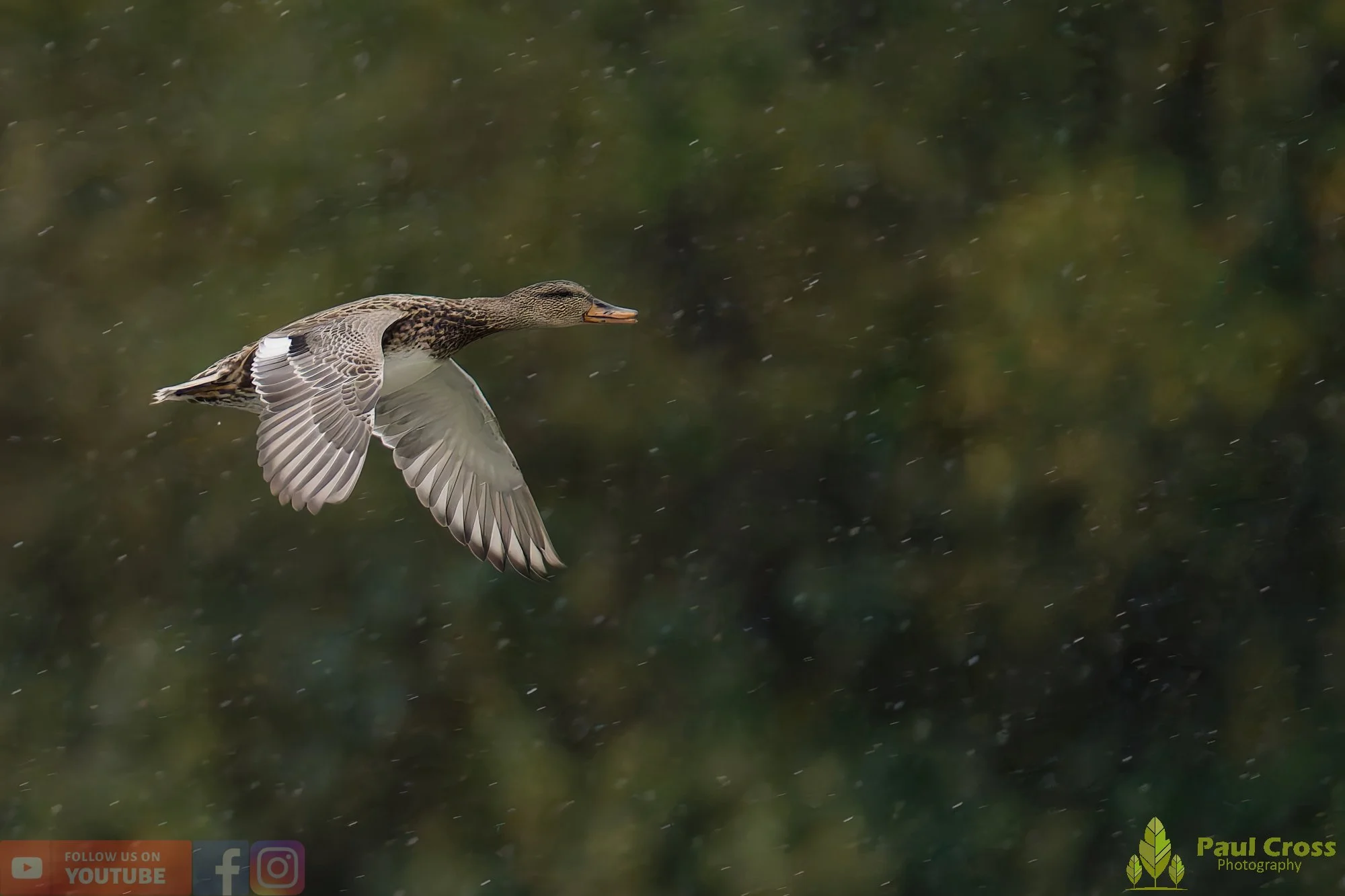 Gadwall-00276.jpg