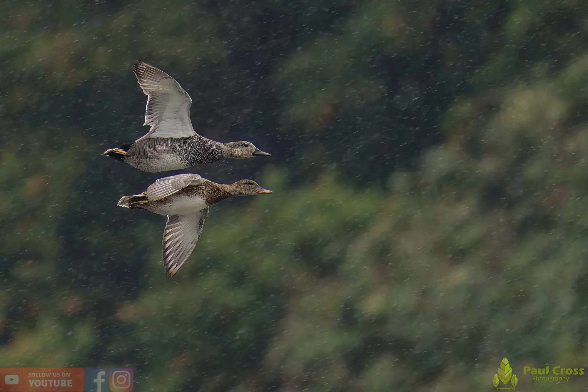 Gadwall-00277.jpg