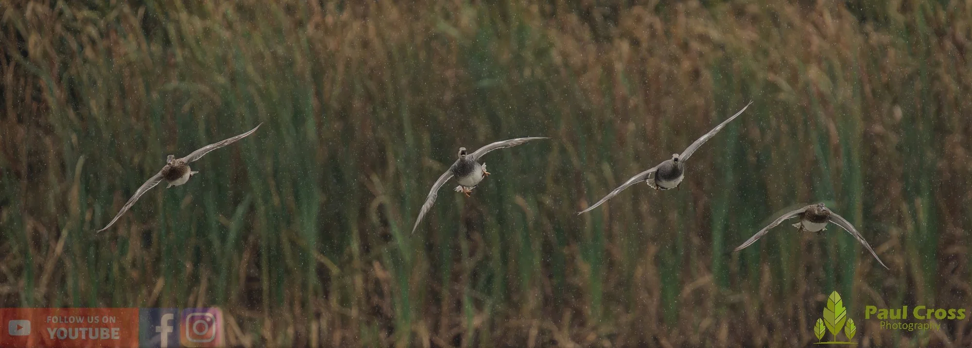 Gadwall-00278.jpg