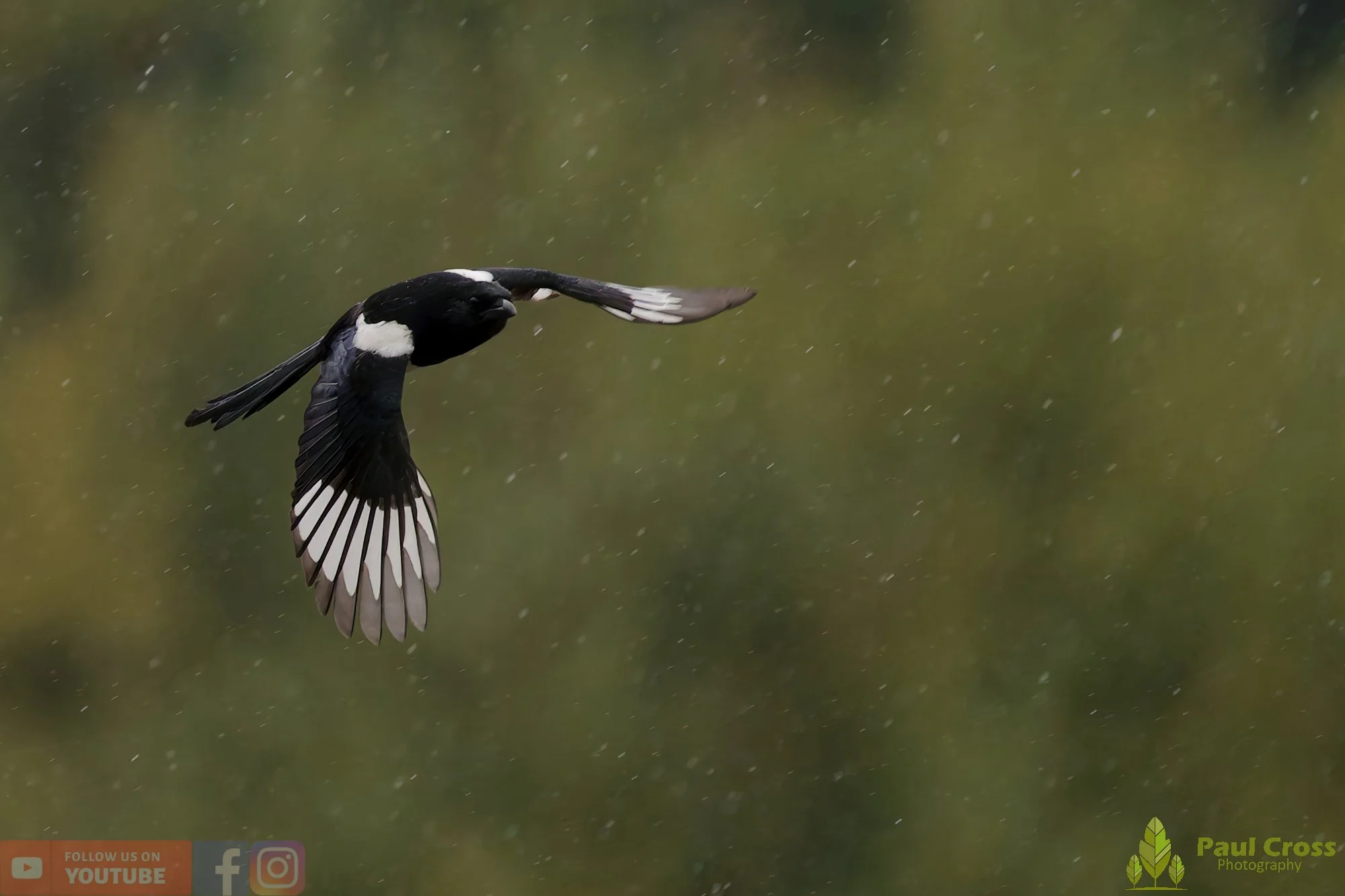 Magpie-00077.jpg