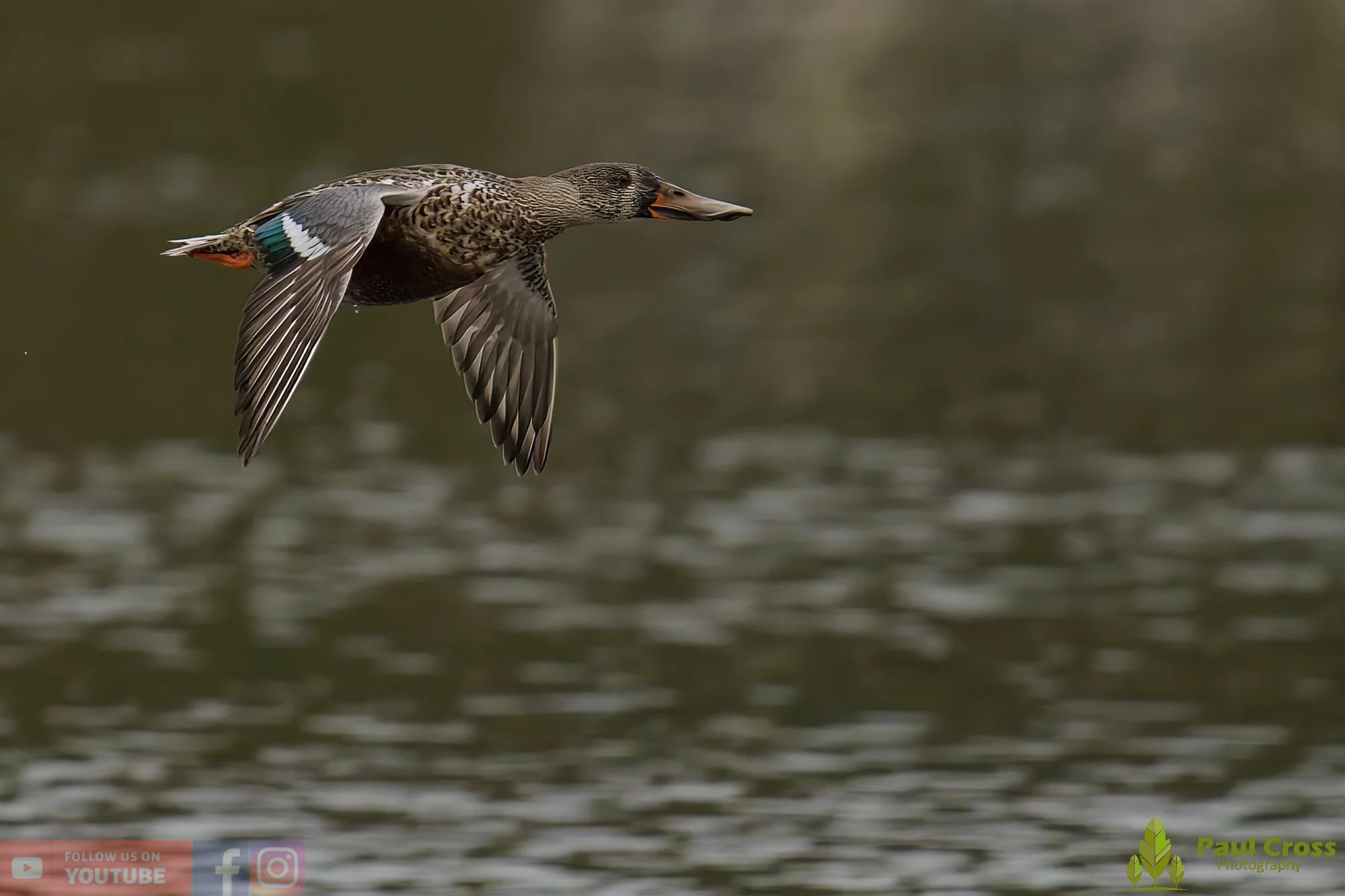 Northern Shoveler-00118.jpg