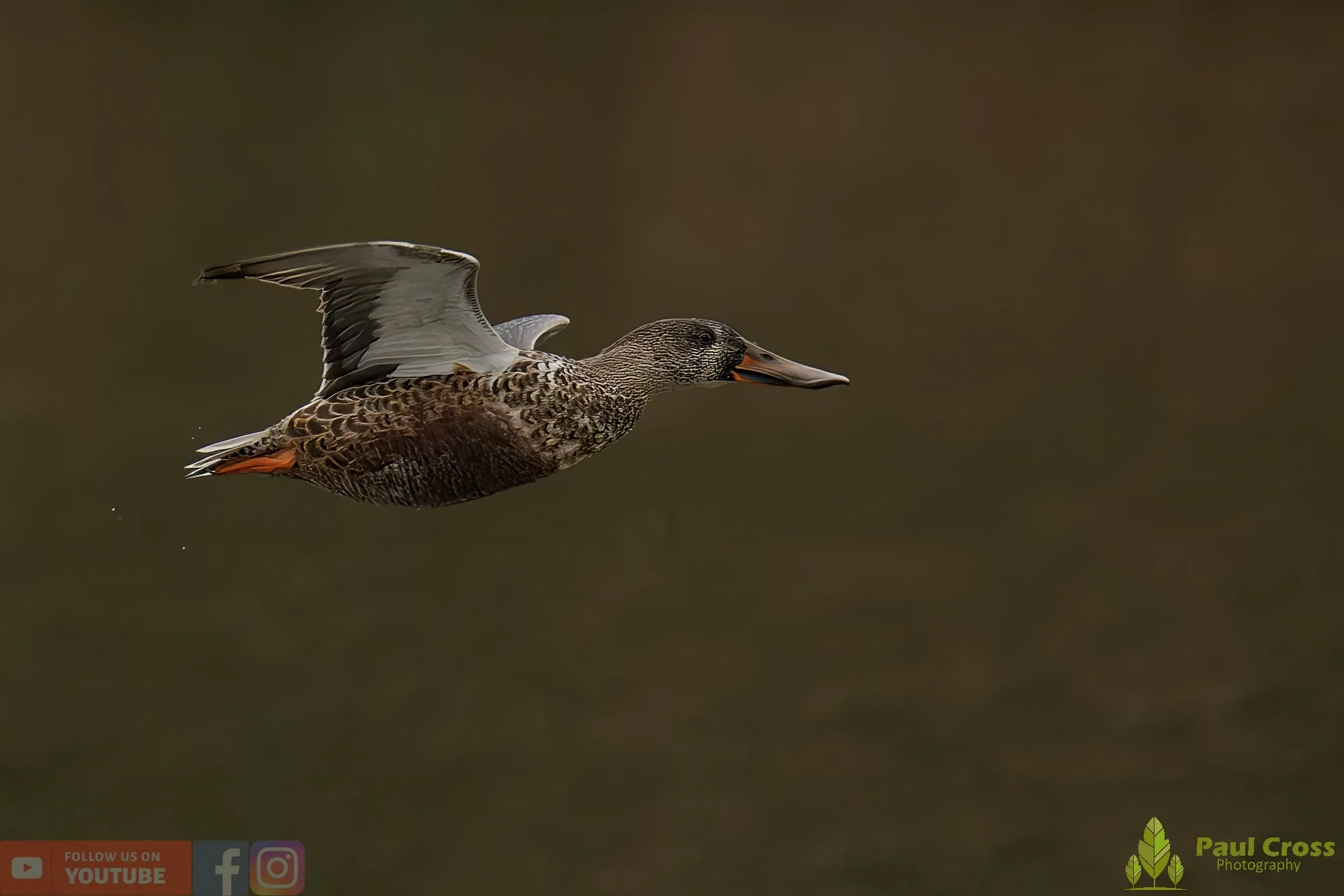 Northern Shoveler-00119.jpg
