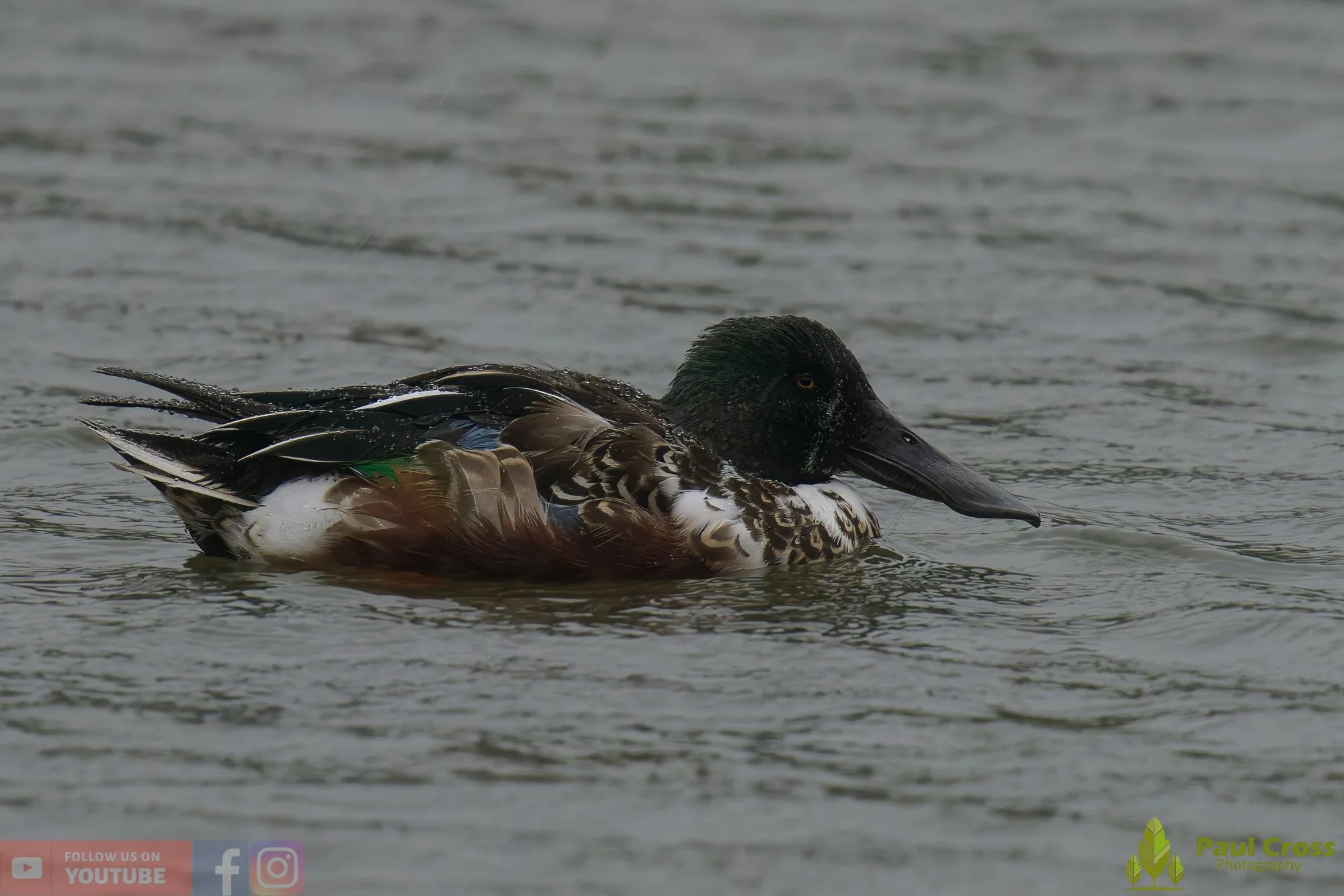 Northern Shoveler-00120.jpg