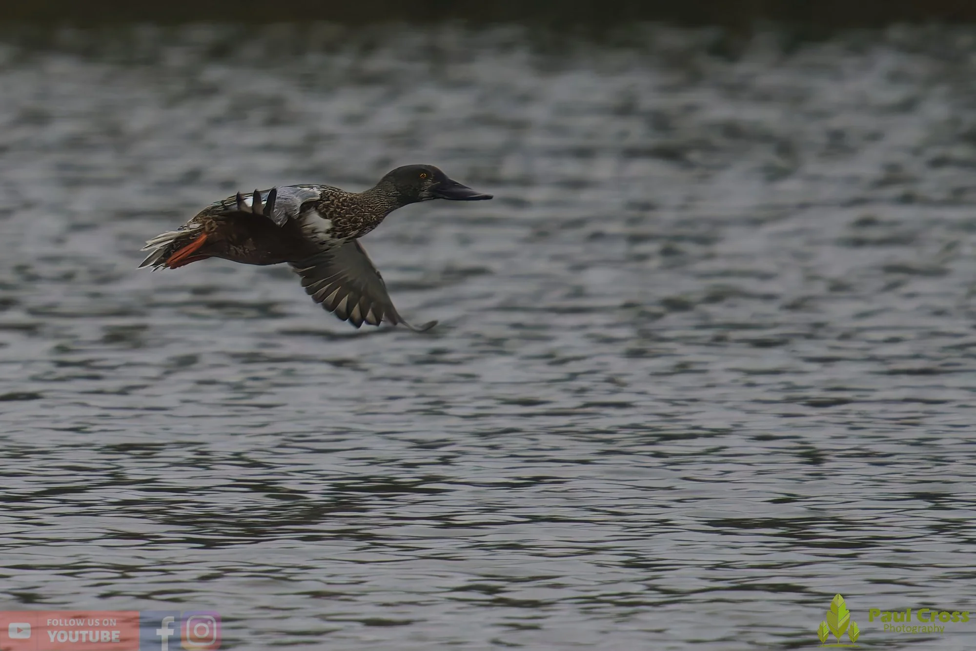 Northern Shoveler-00121.jpg