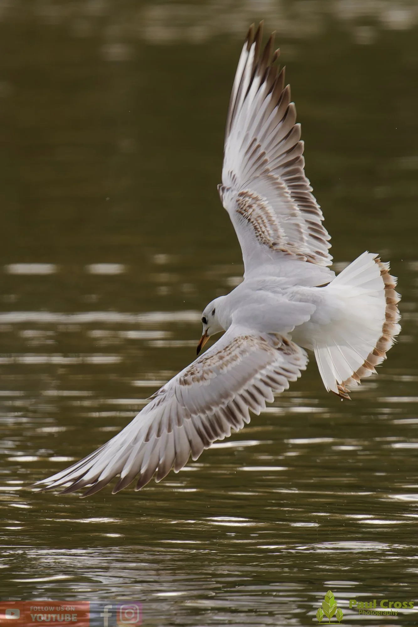 Black-Headed Gull-00644.jpg