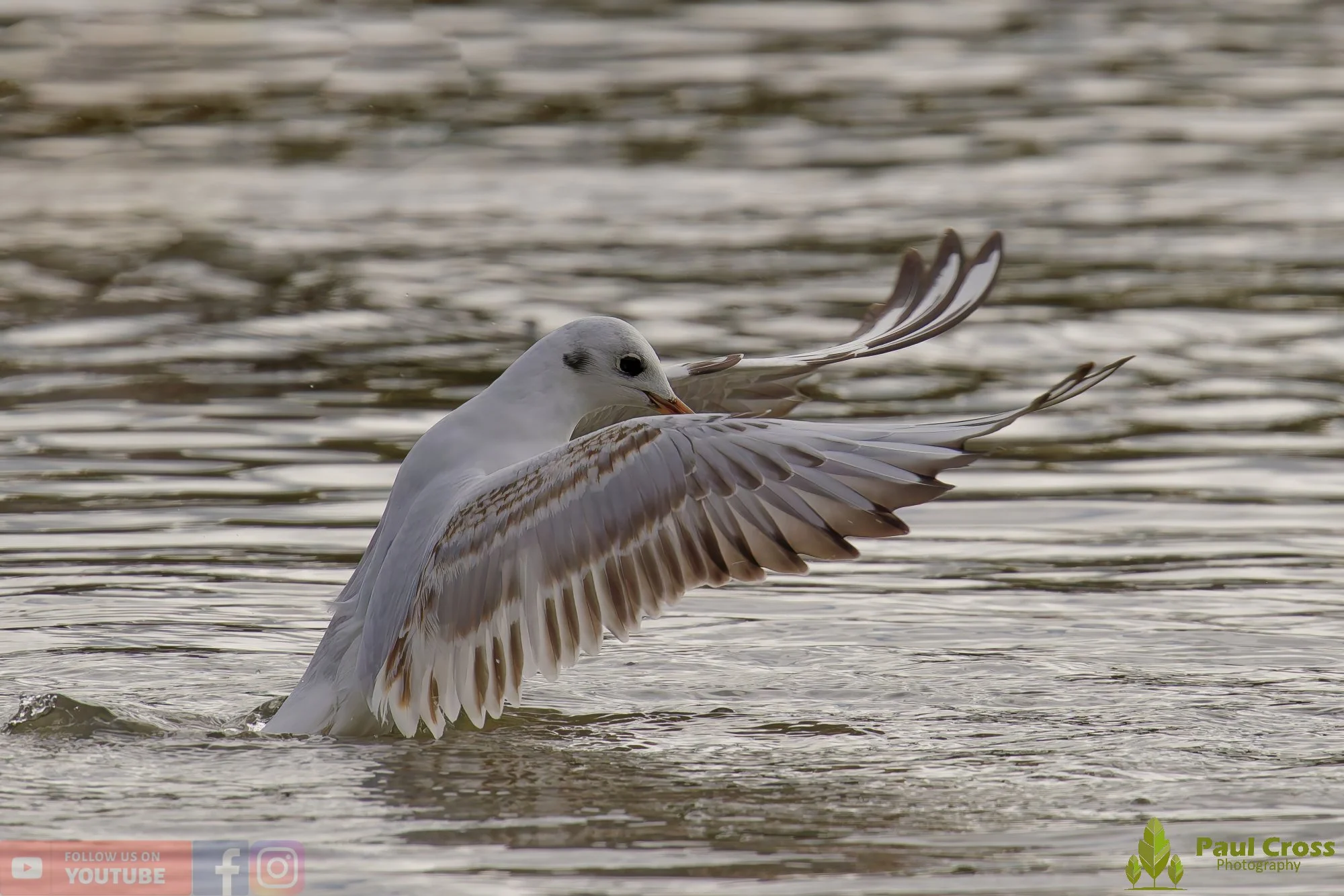 Black-Headed Gull-00645.jpg