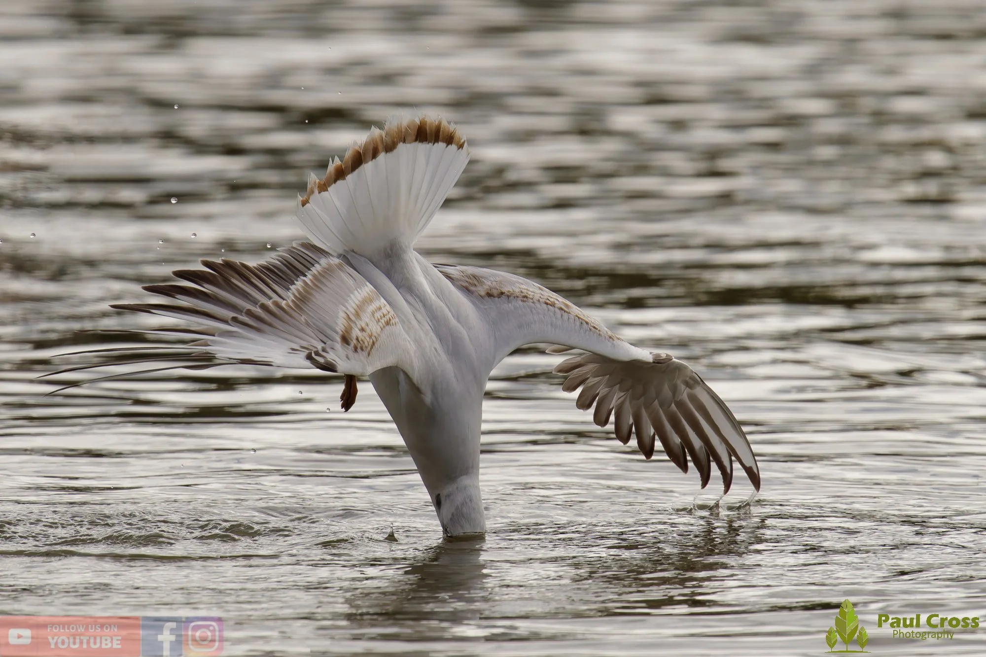 Black-Headed Gull-00646.jpg