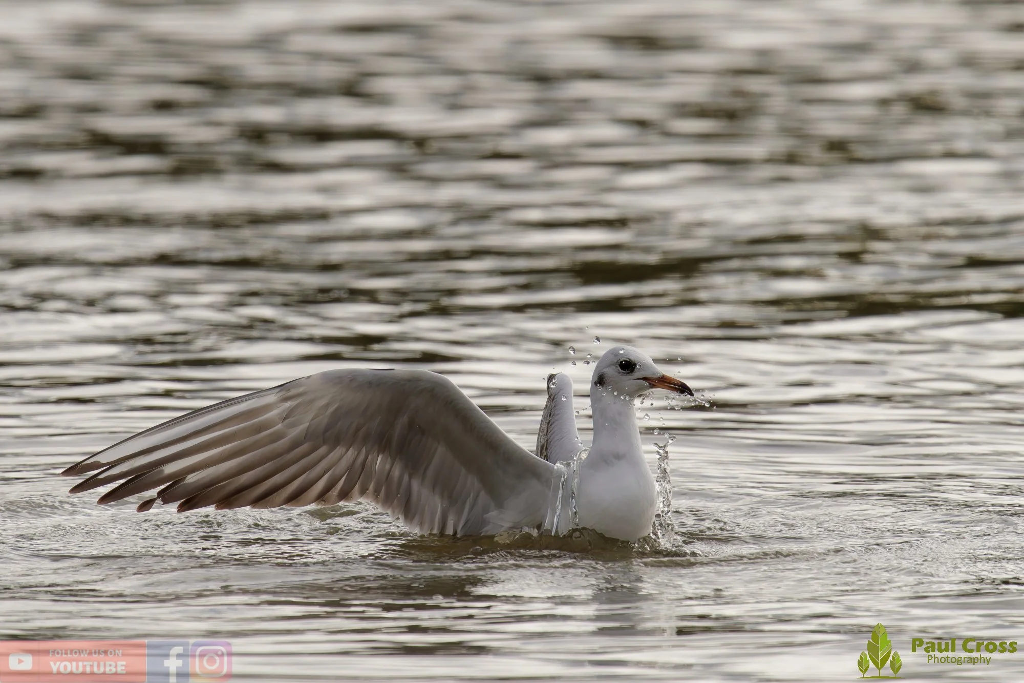 Black-Headed Gull-00648.jpg