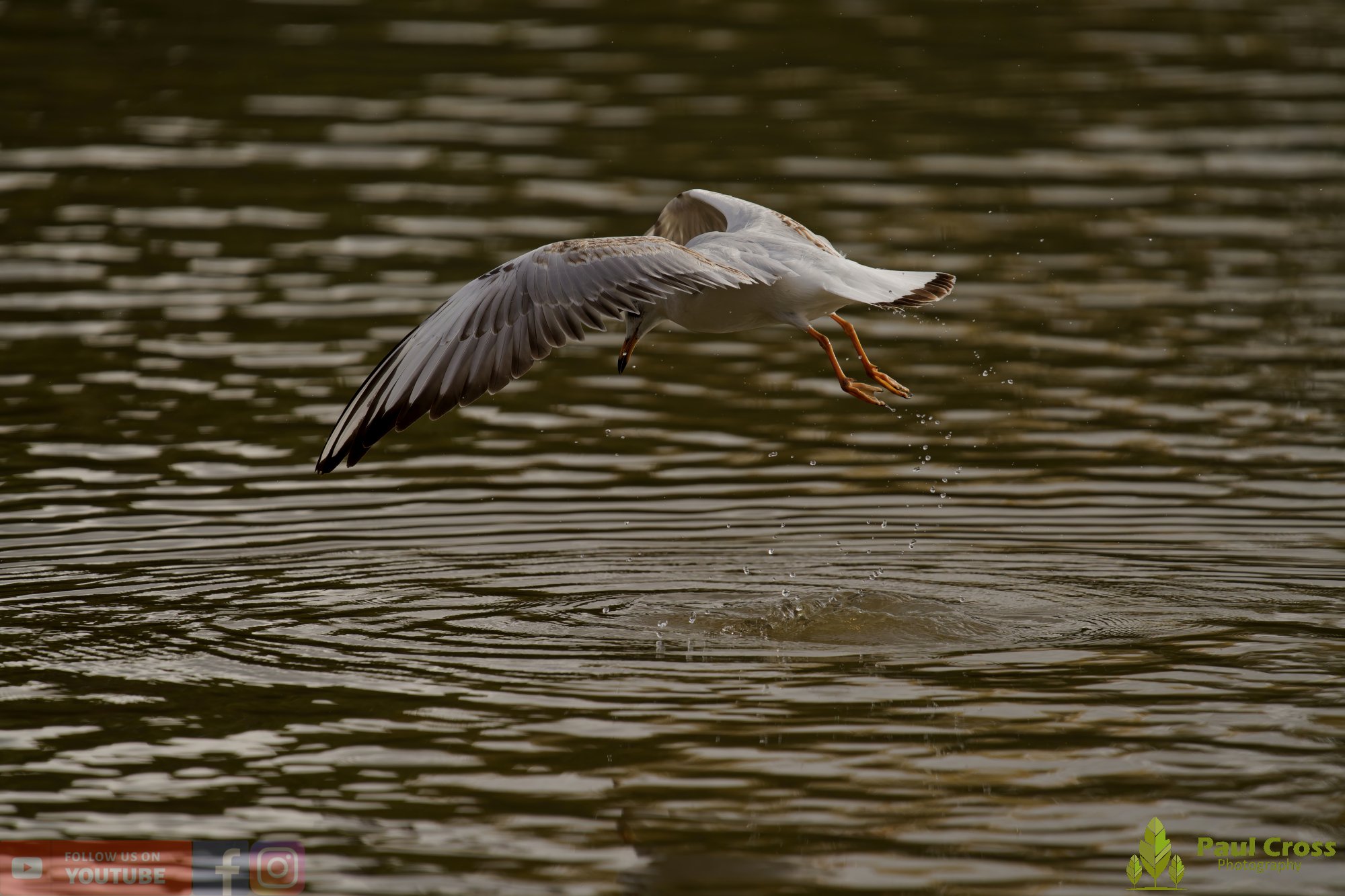 Black-Headed Gull-00649.jpg
