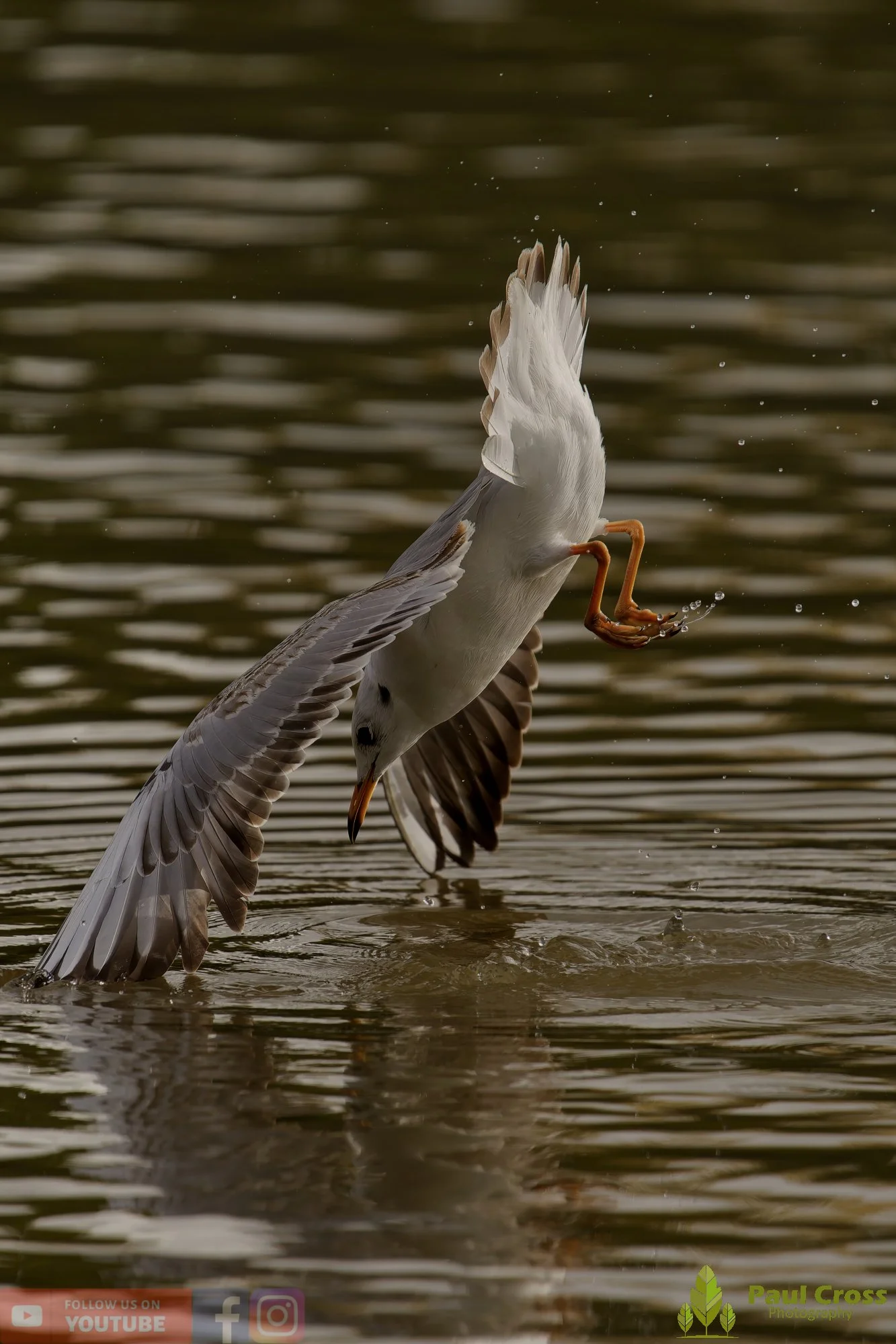 Black-Headed Gull-00650.jpg