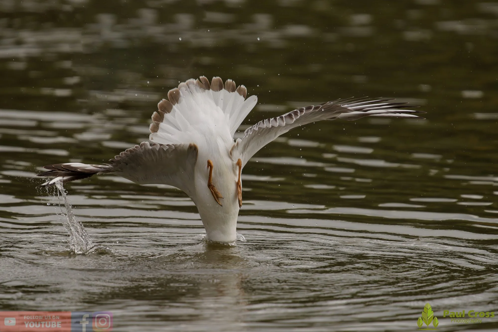 Black-Headed Gull-00652.jpg