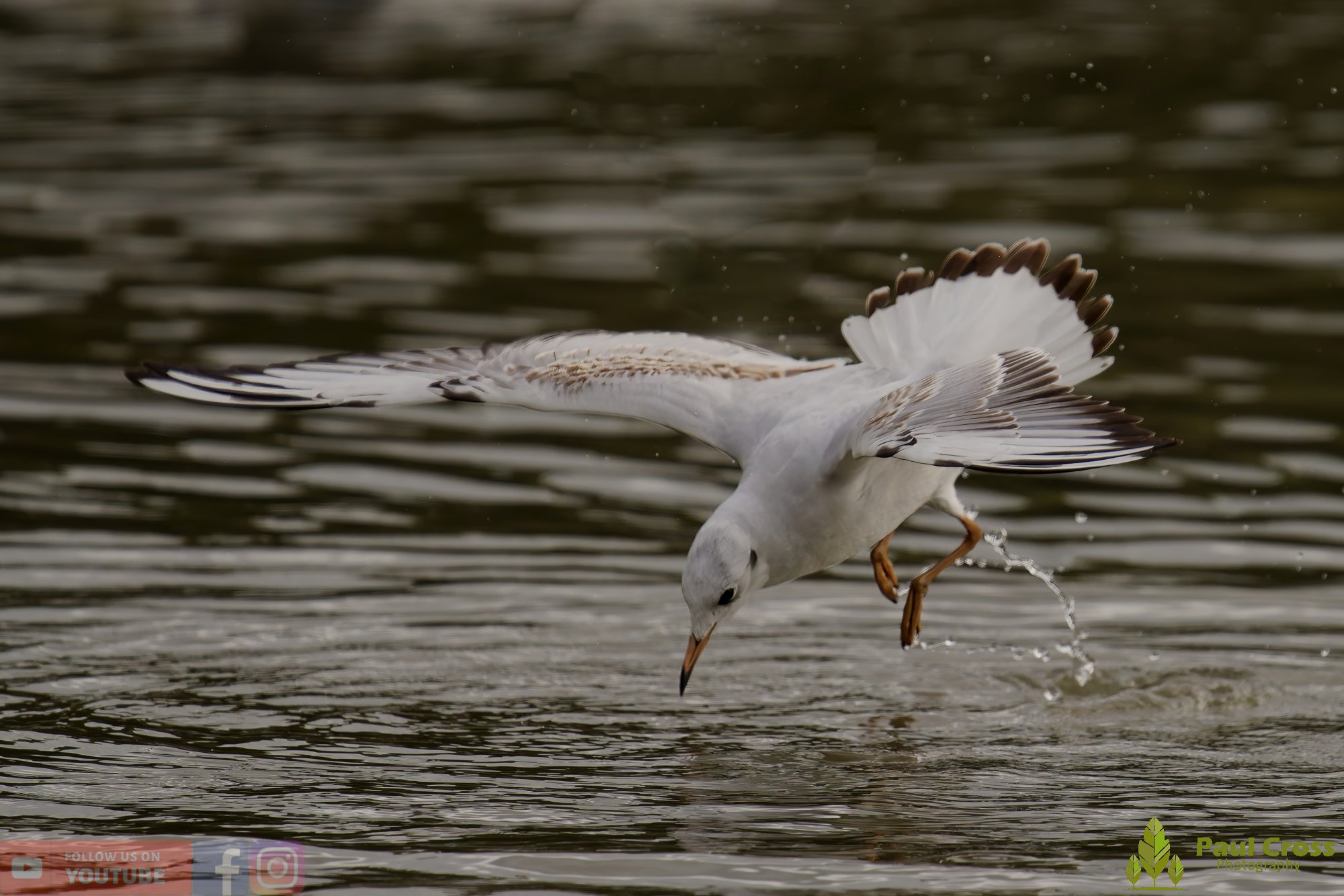 Black-Headed Gull-00653.jpg
