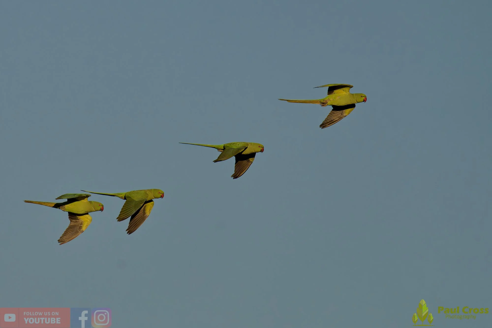 Ring-necked Parakeet-00024.jpg