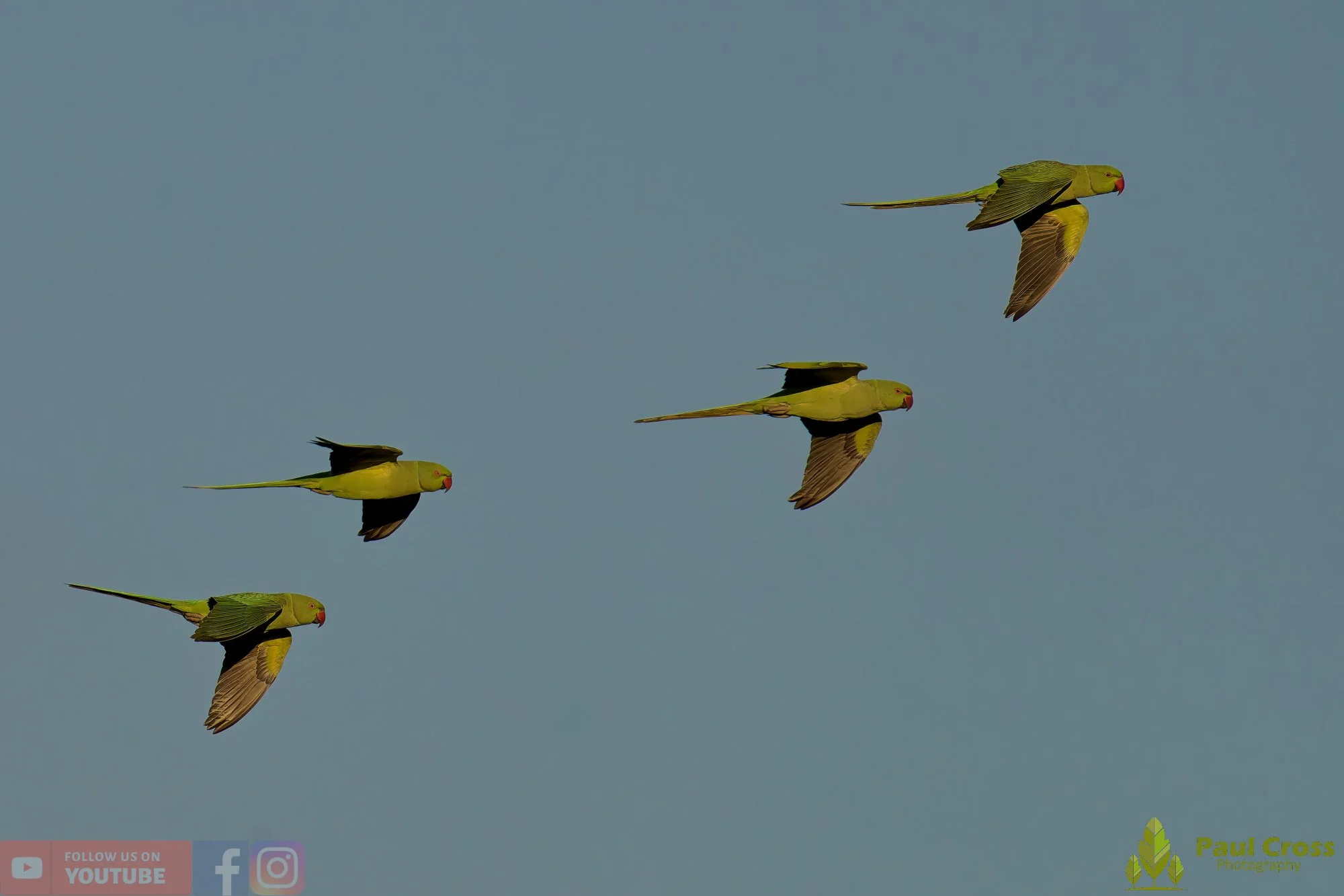 Ring-necked Parakeet-00025.jpg