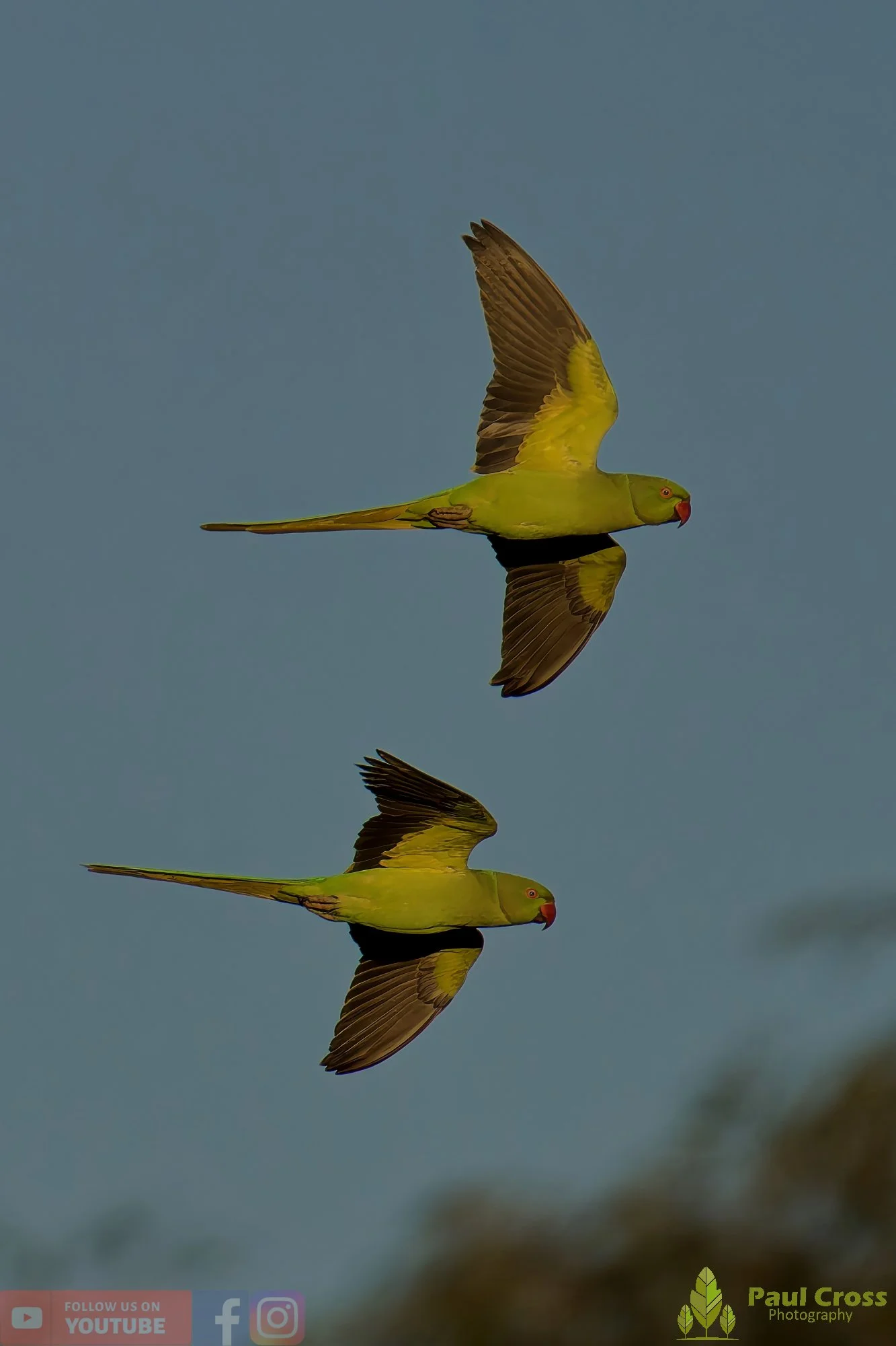 Ring-necked Parakeet-00026.jpg