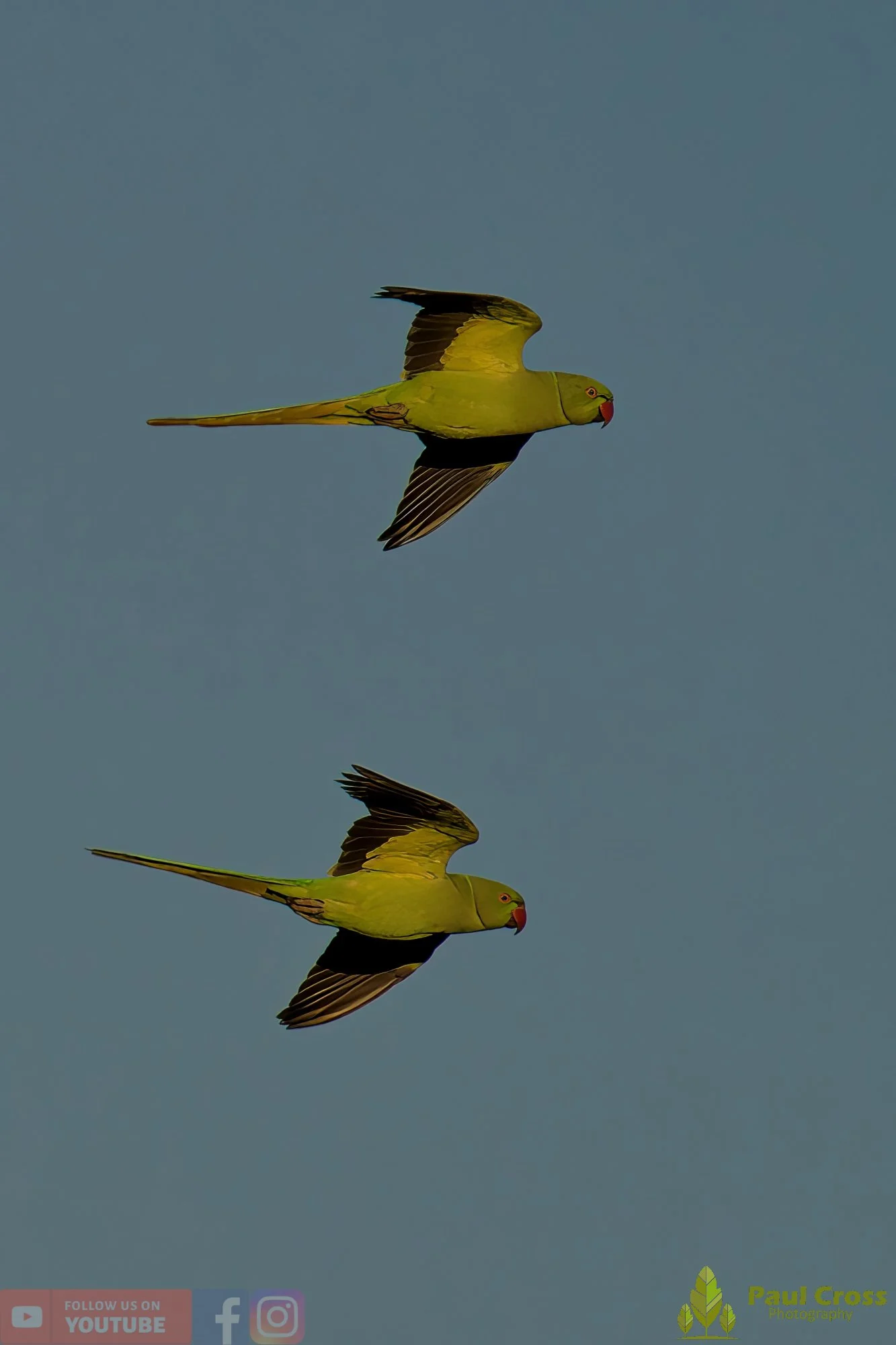 Ring-necked Parakeet-00027.jpg