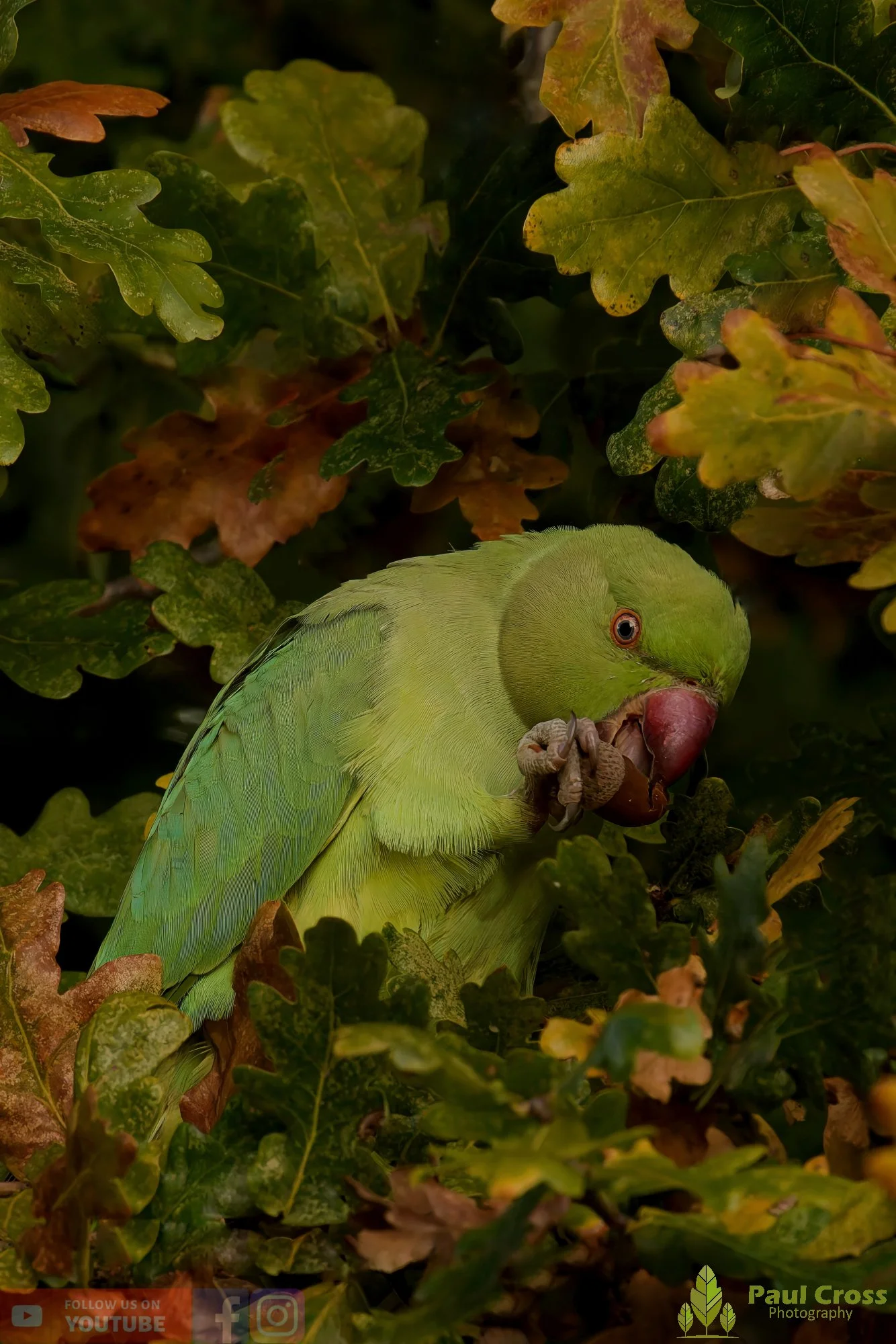 Ring-necked Parakeet-00028.jpg