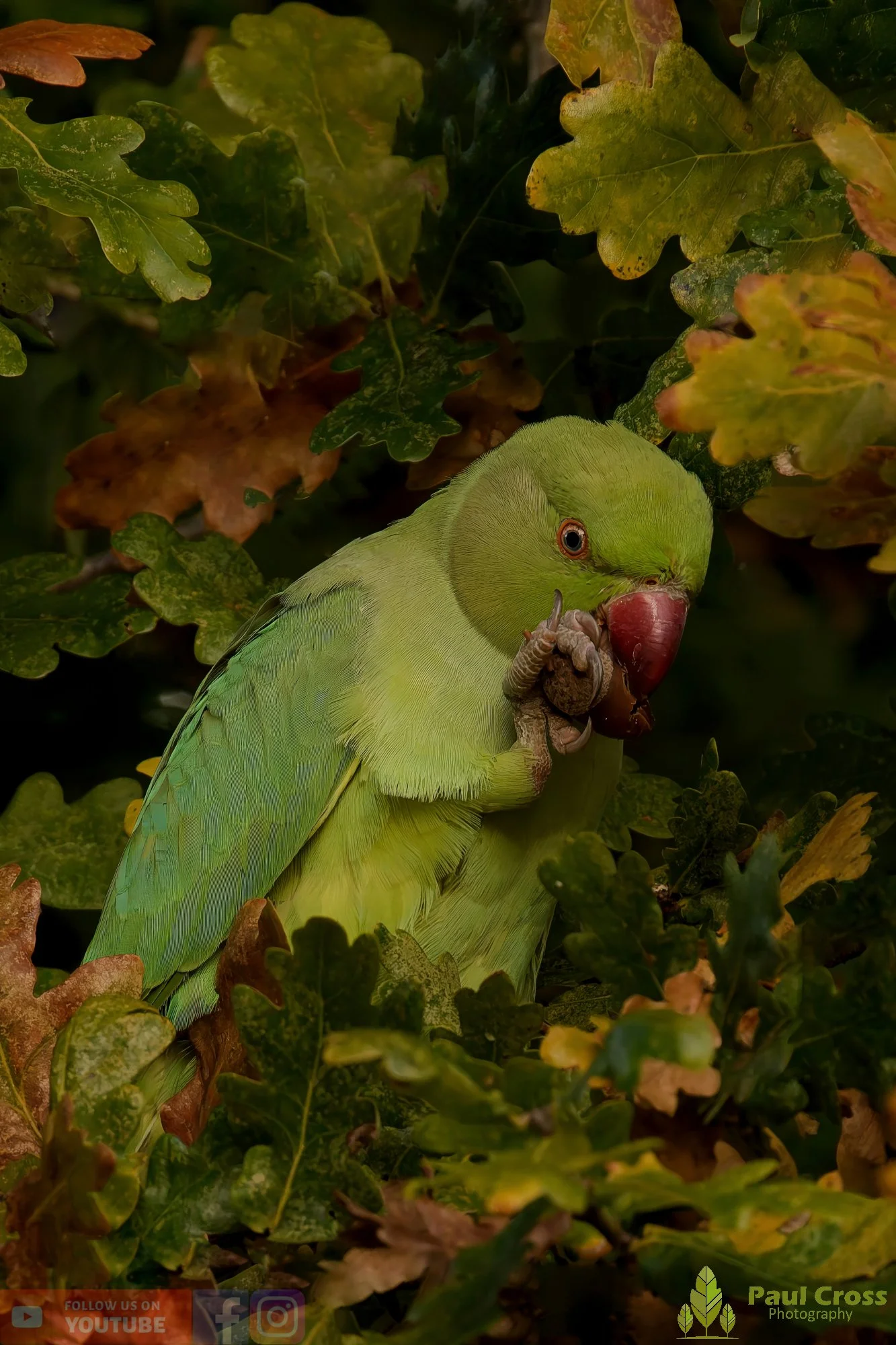 Ring-necked Parakeet-00029.jpg