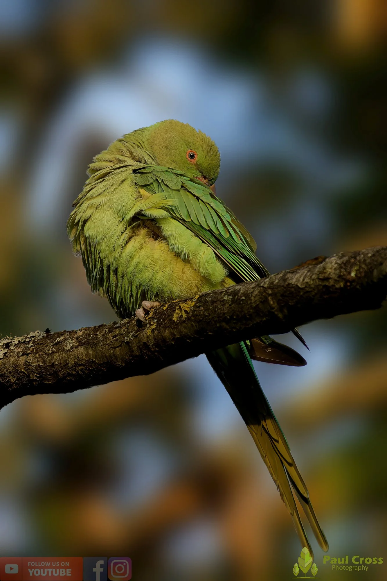 Ring-necked Parakeet-00030.jpg