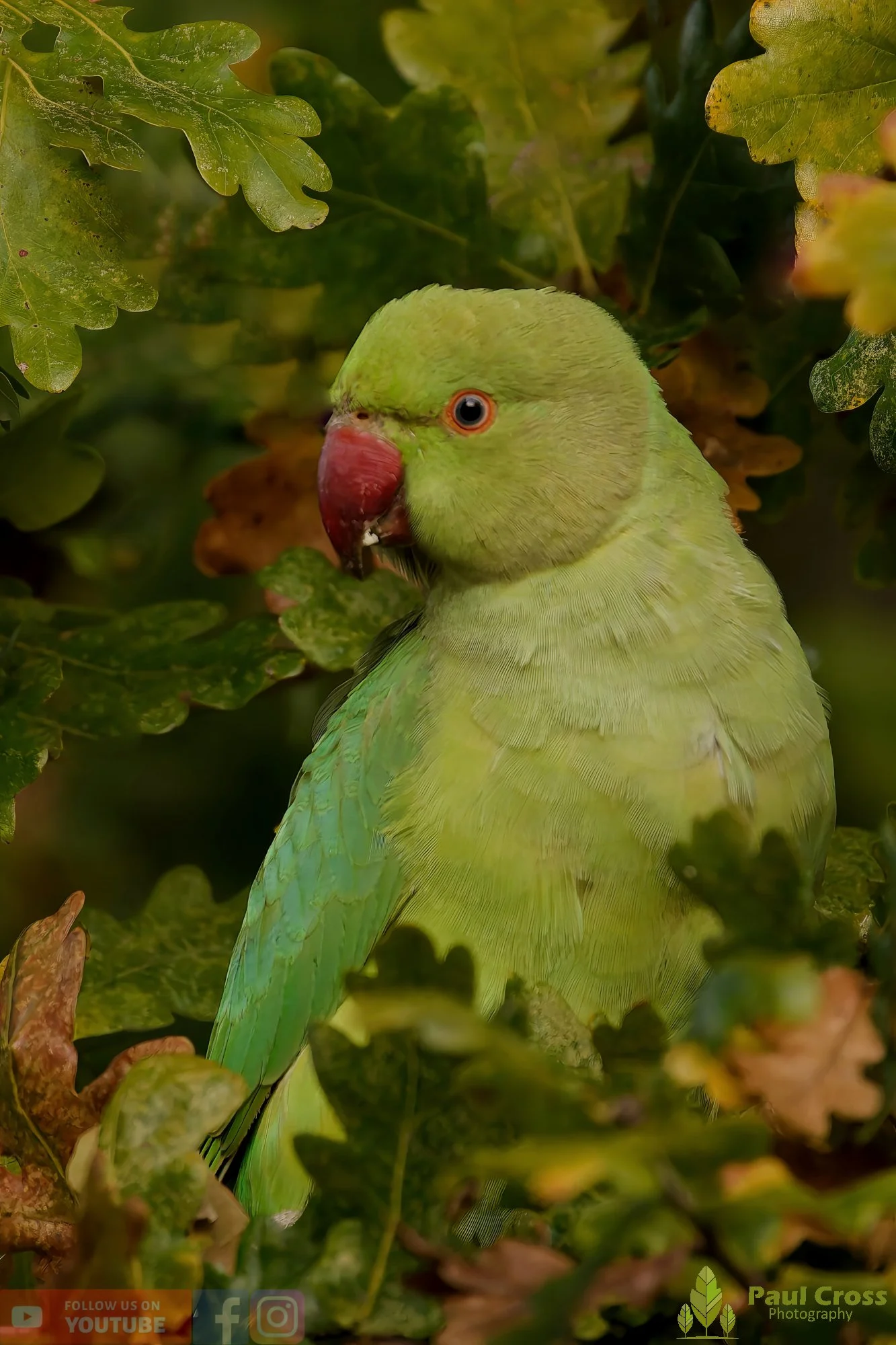 Ring-necked Parakeet-00031.jpg