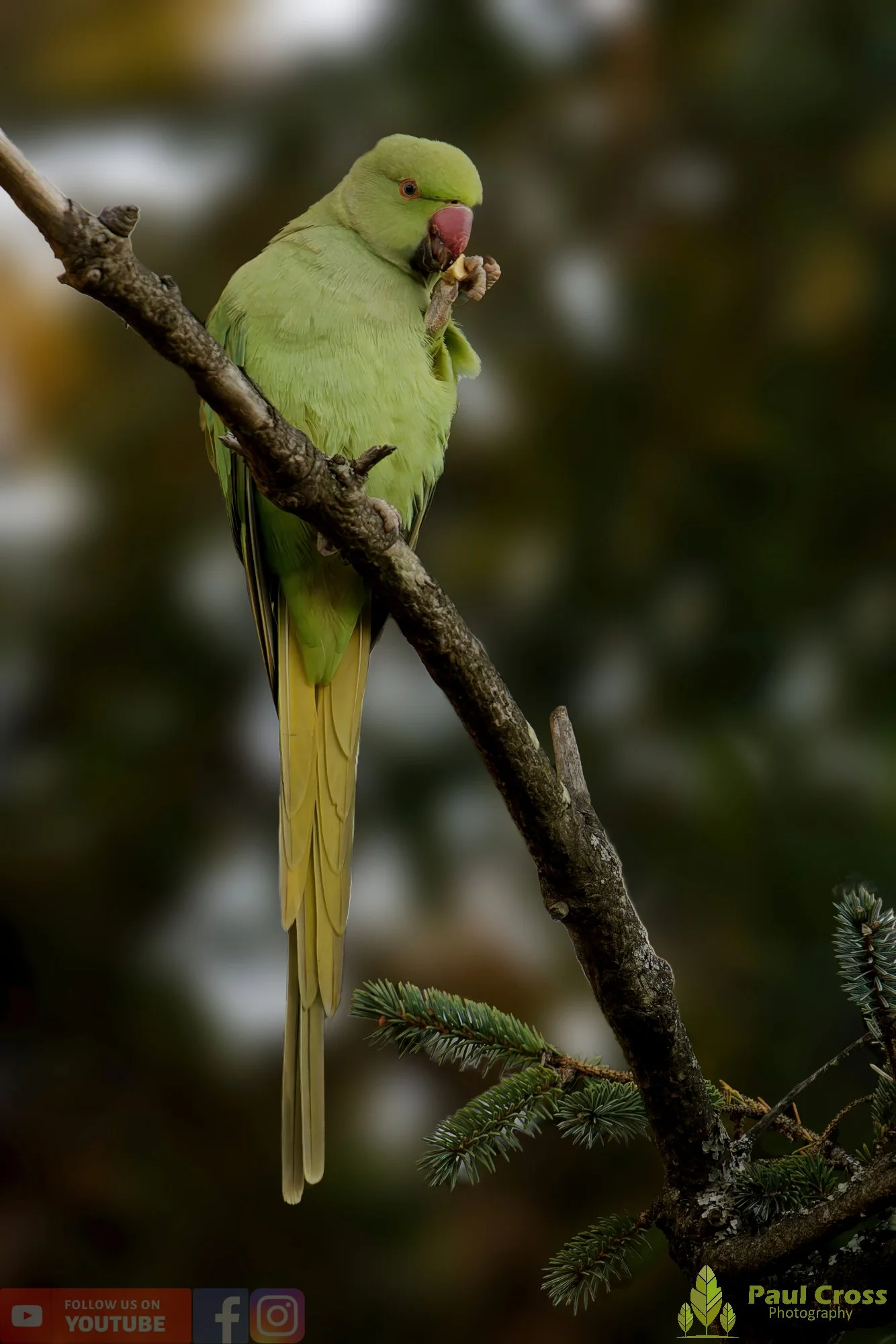 Ring-necked Parakeet-00032.jpg