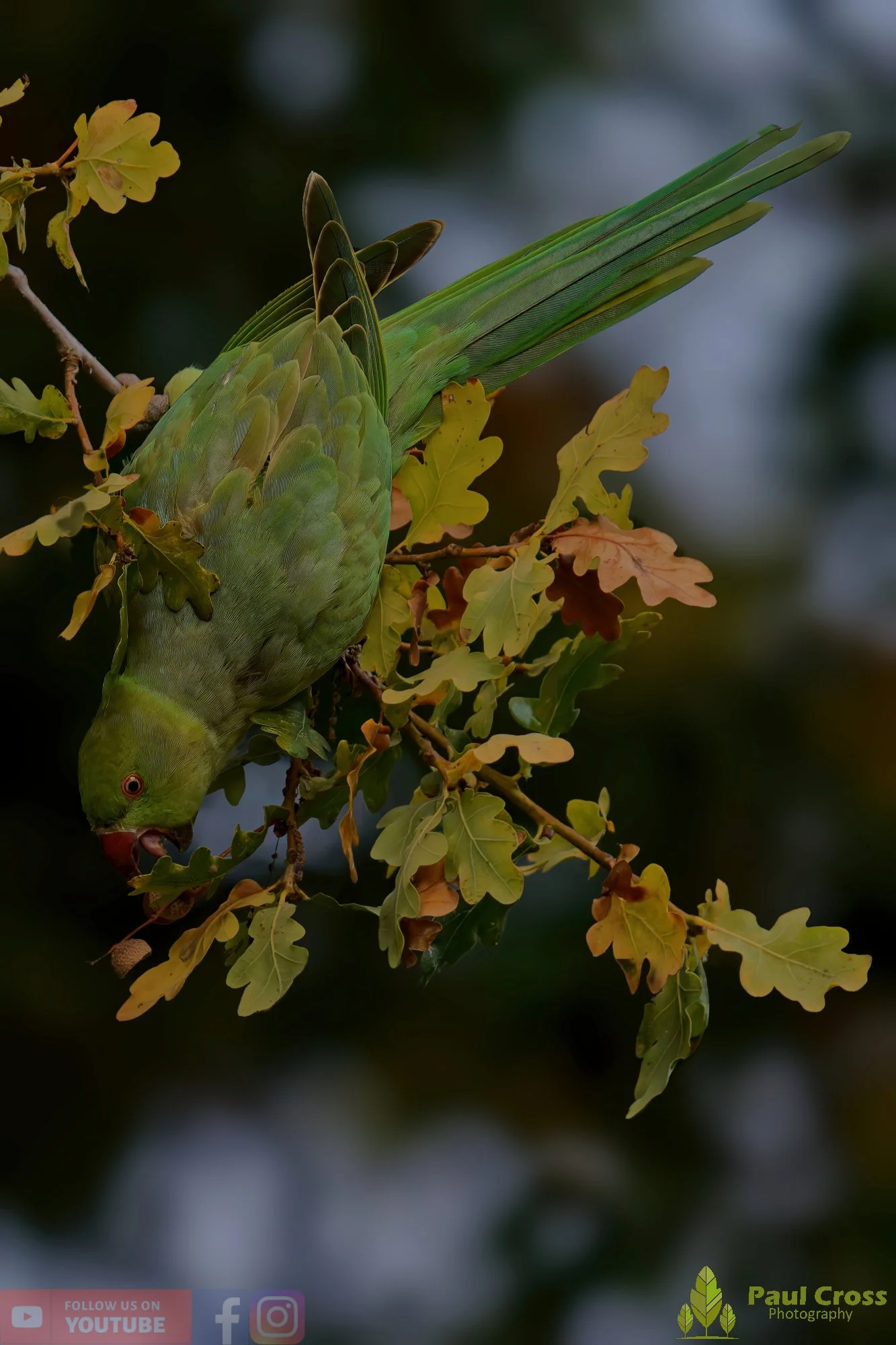 Ring-necked Parakeet-00033.jpg