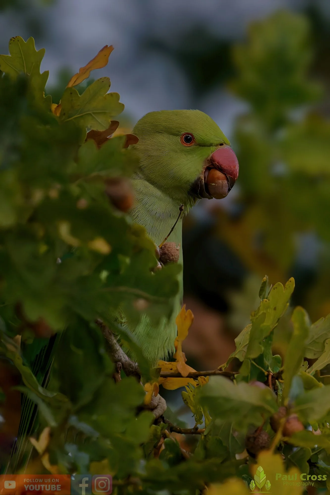 Ring-necked Parakeet-00034.jpg