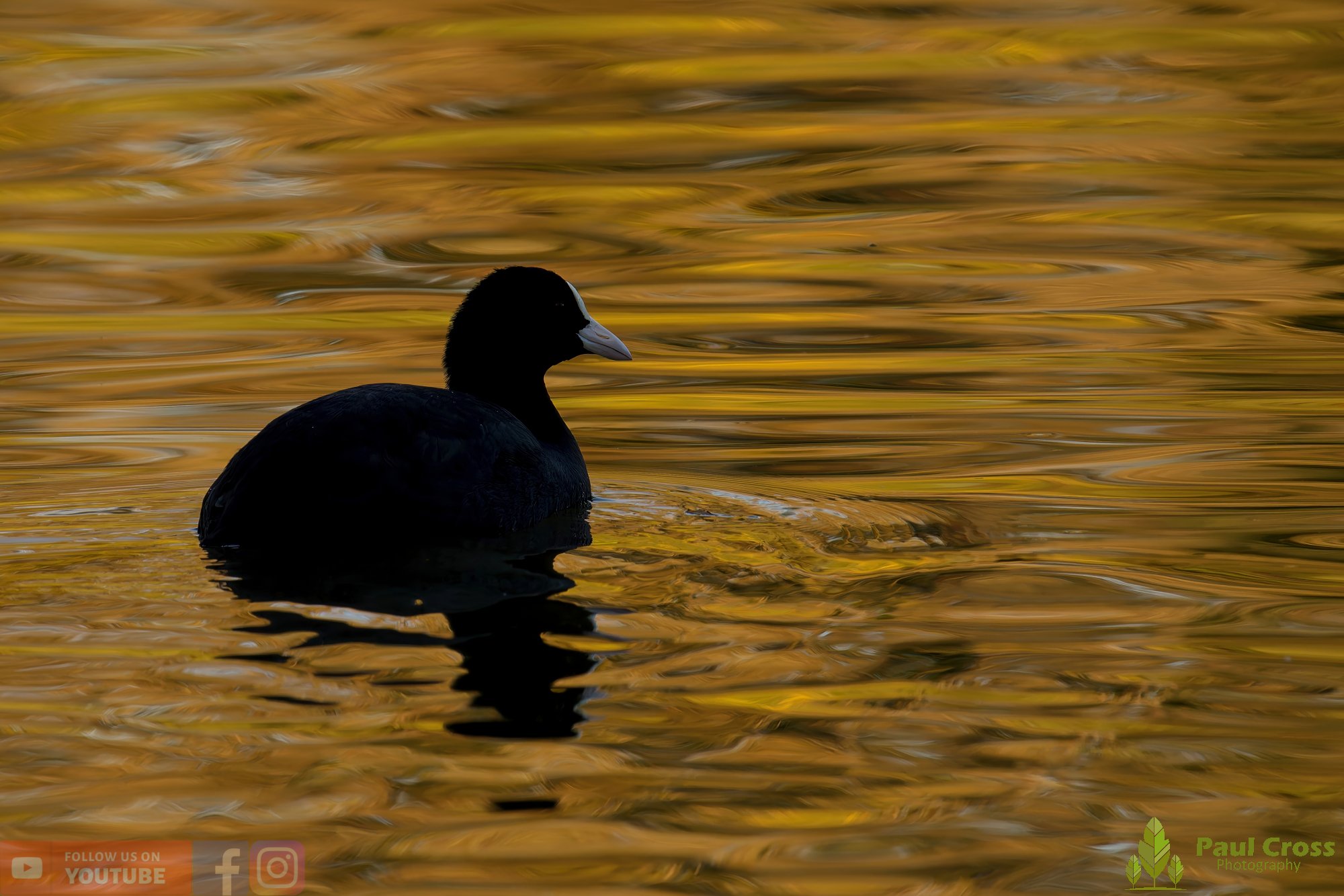 Coot-00565.jpg