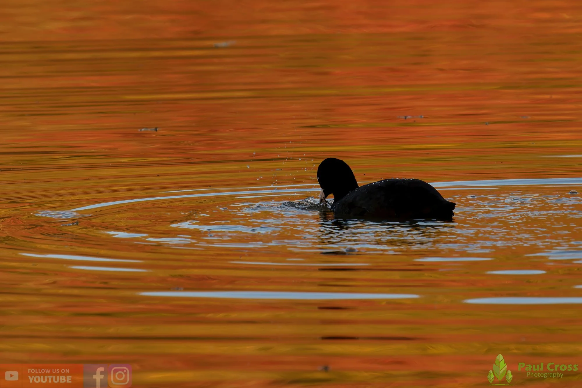Coot-00566.jpg