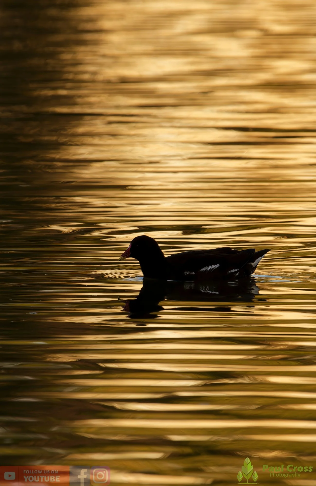 Moorhen-00256.jpg