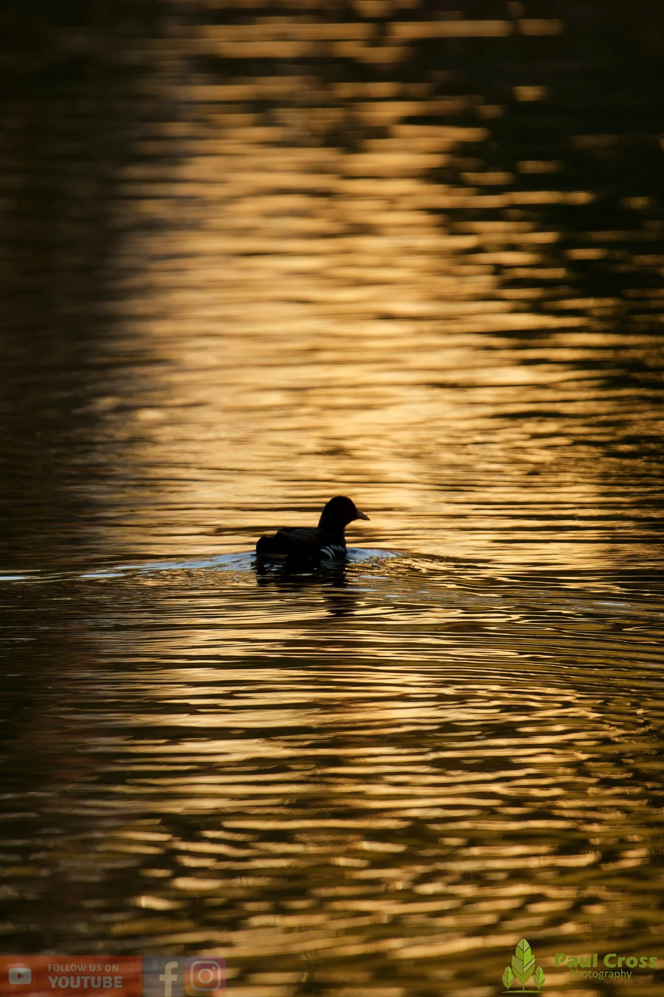 Moorhen-00257.jpg