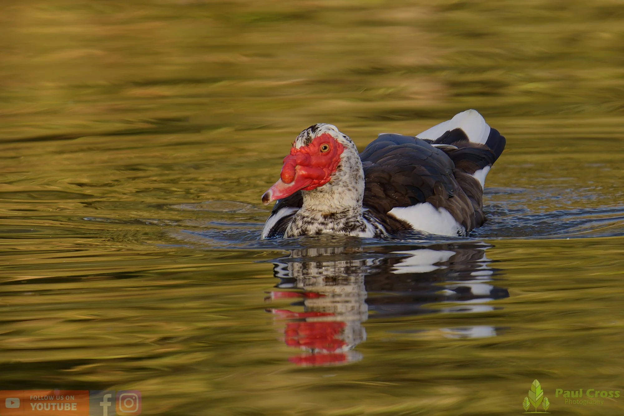 Muscovy Duck-00003.jpg