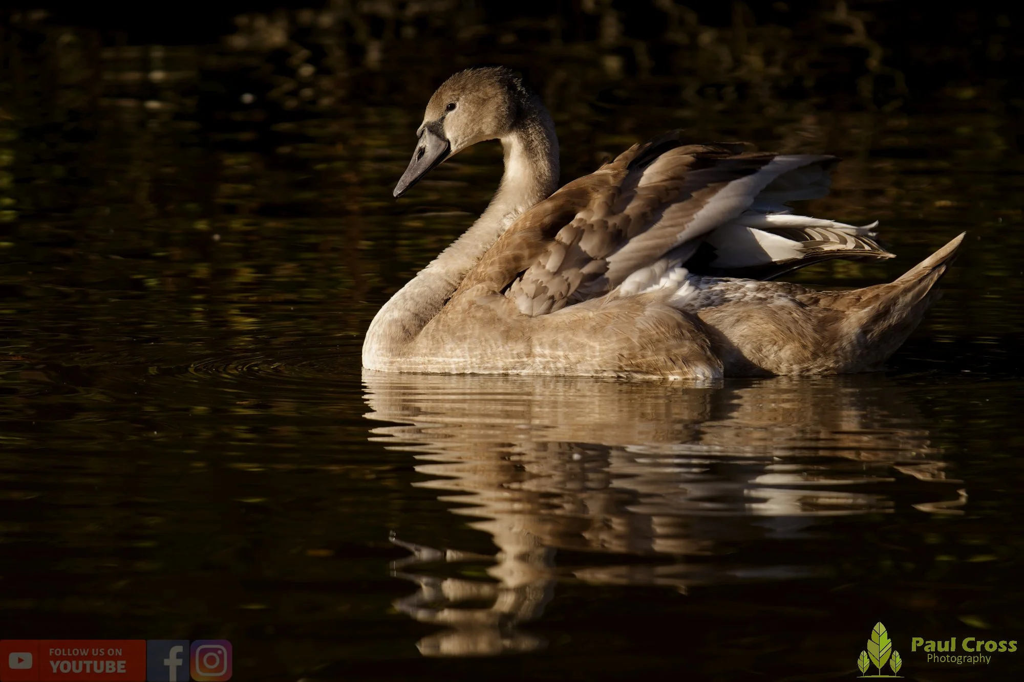 Mute Swan-00261.jpg
