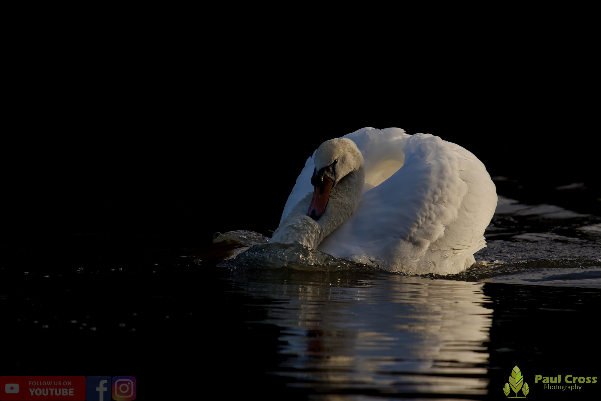 Mute Swan-00262.jpg