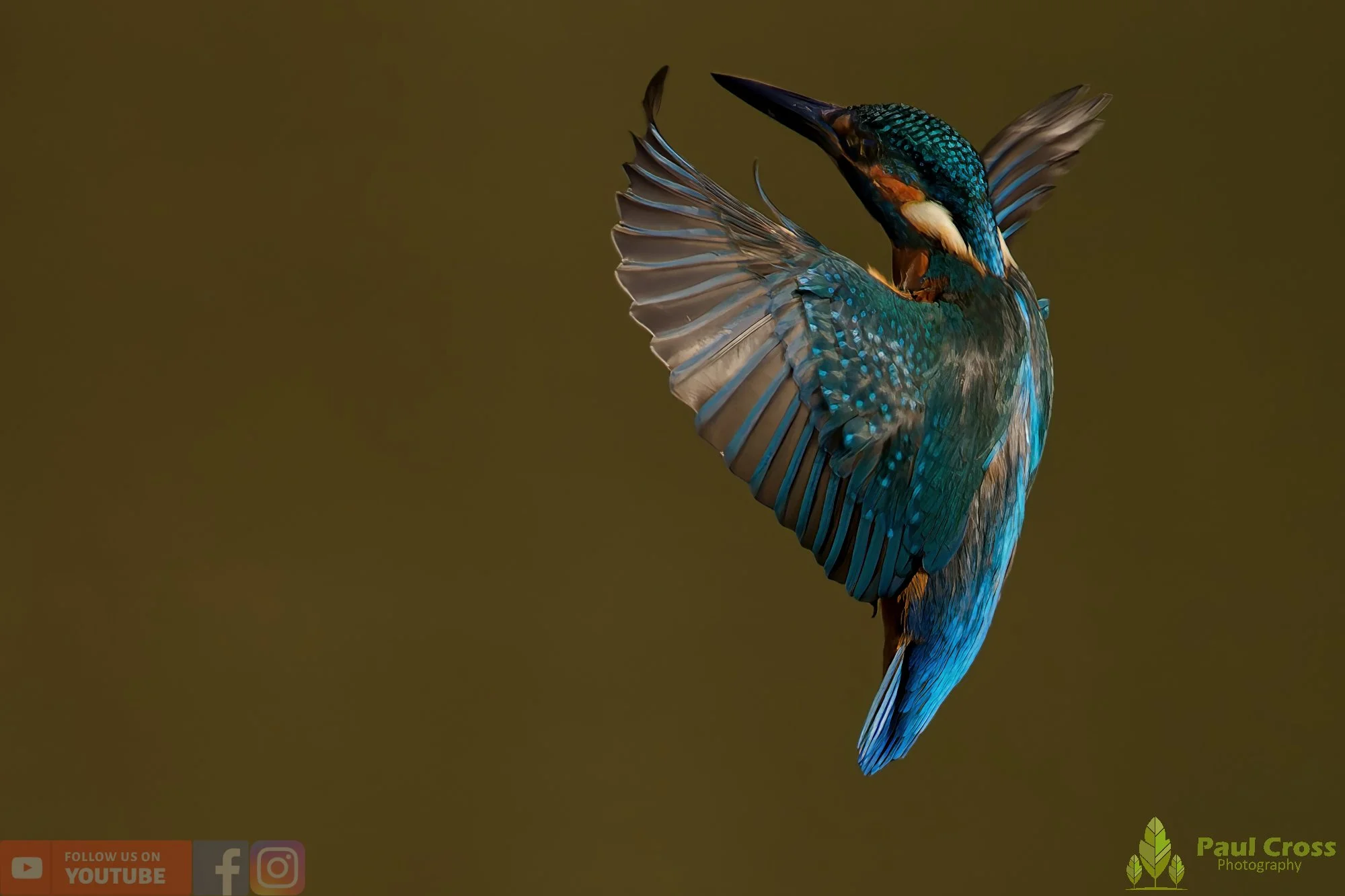 Kingfisher-00663.jpg