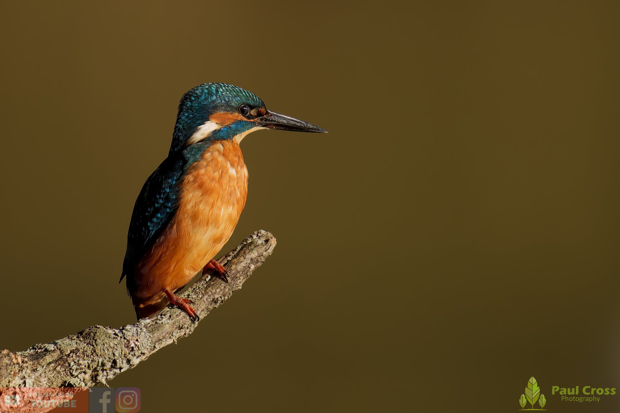 Kingfisher-00664.jpg