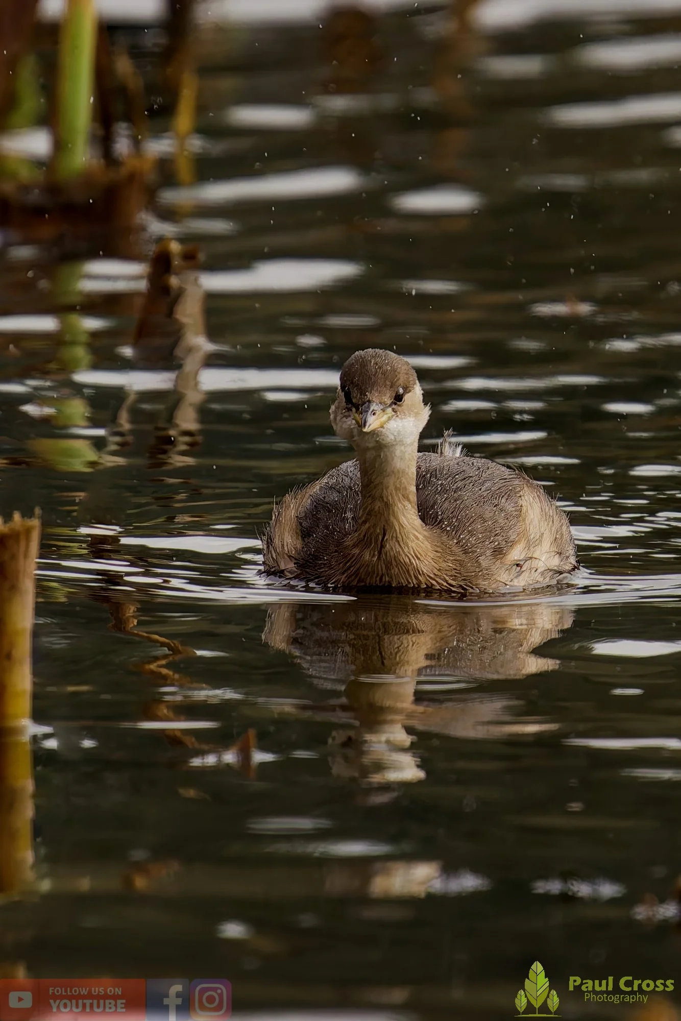 Little Grebe-00345.jpg