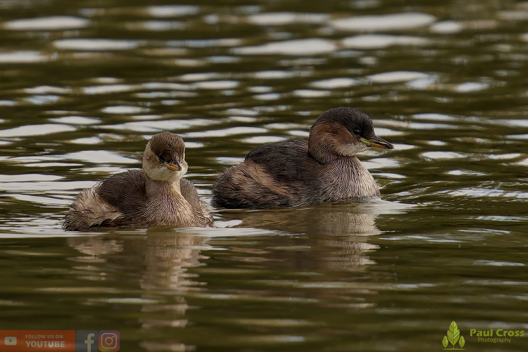 Little Grebe-00348.jpg