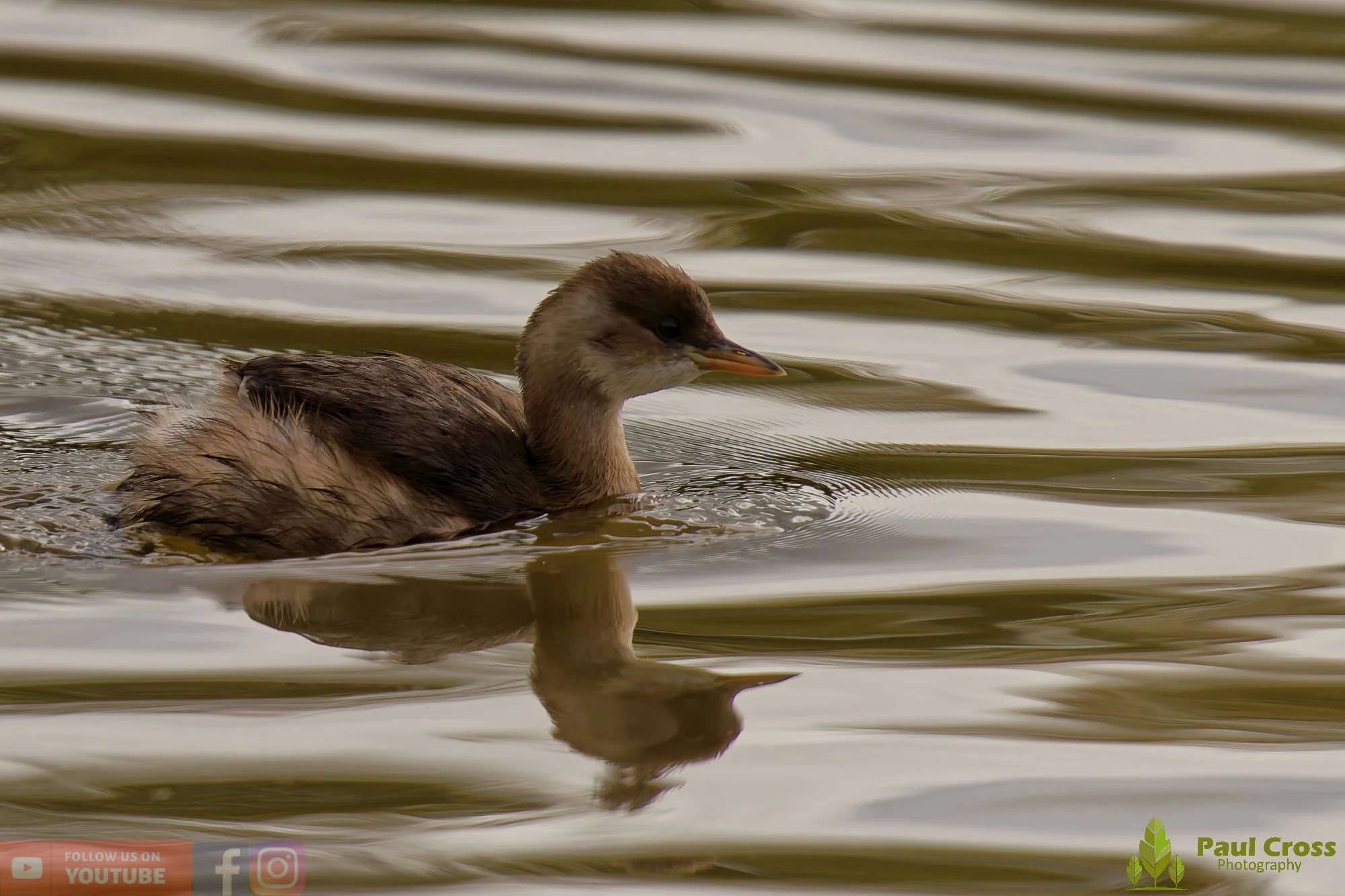 Little Grebe-00350.jpg