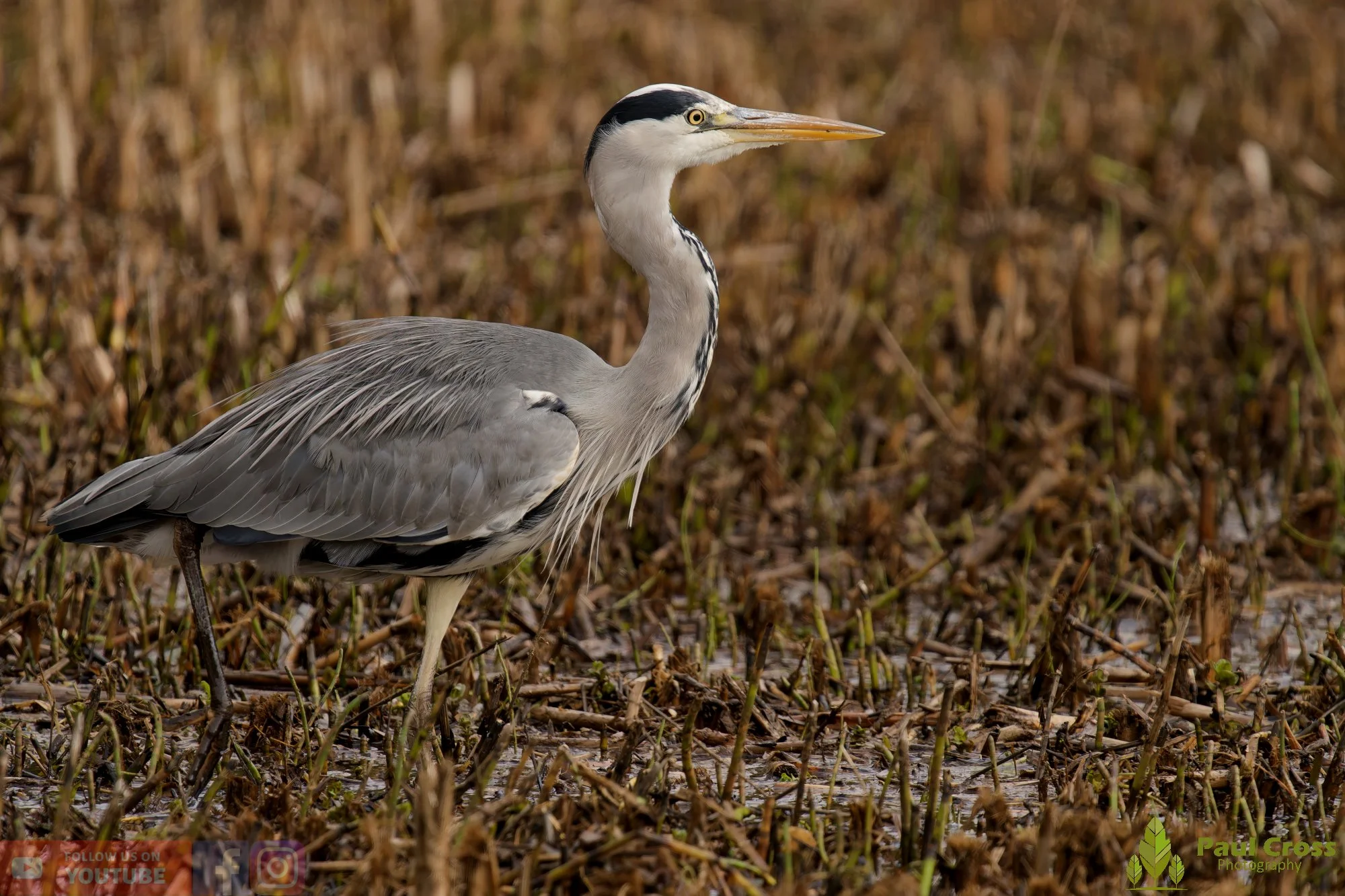 Grey Heron-00639.jpg