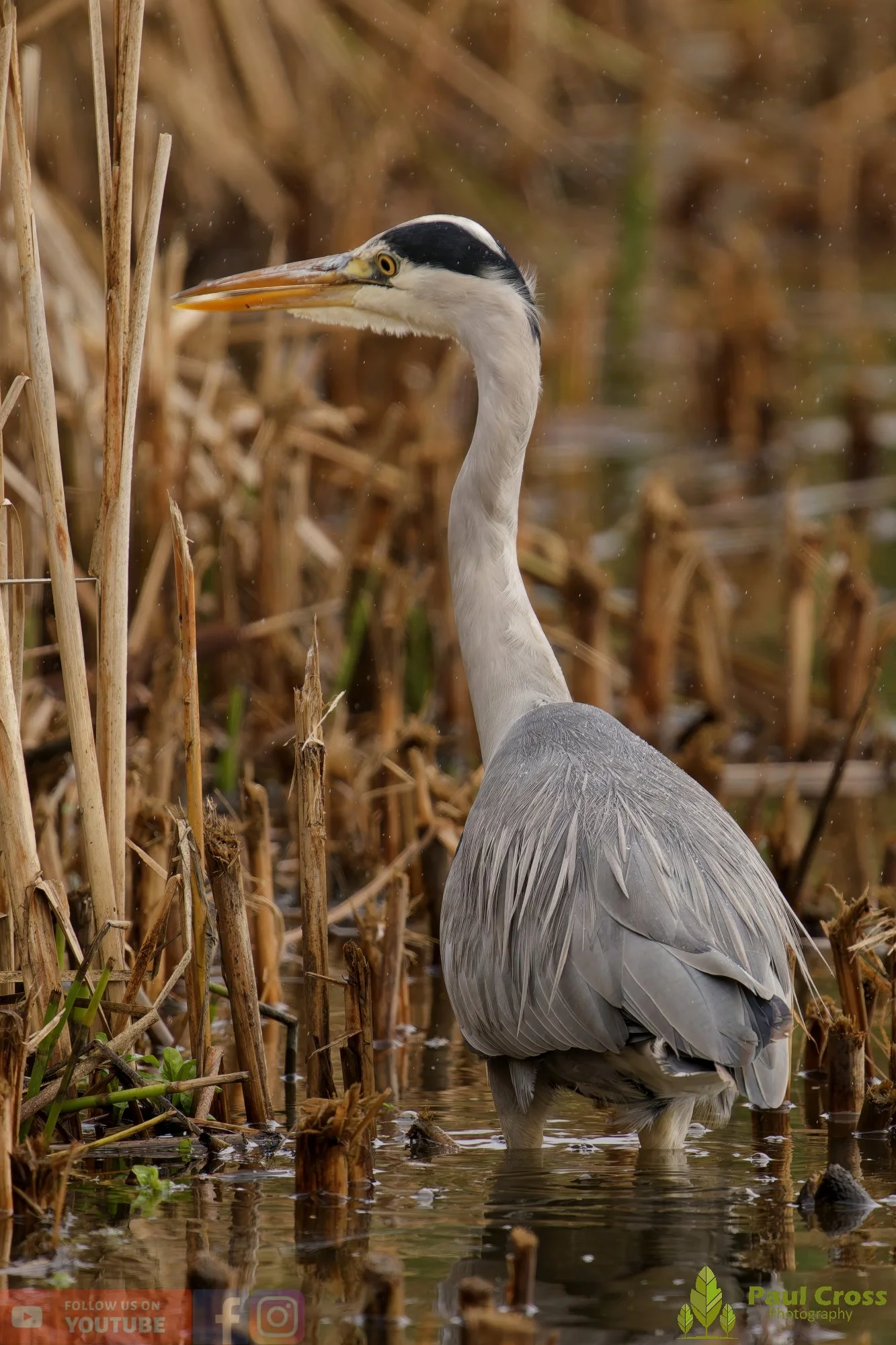 Grey Heron-00640.jpg