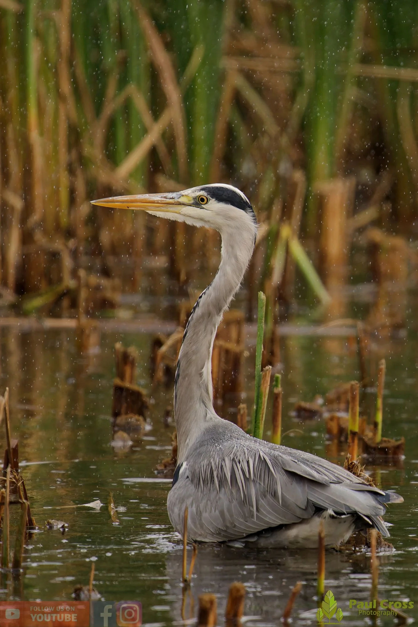 Grey Heron-00641.jpg
