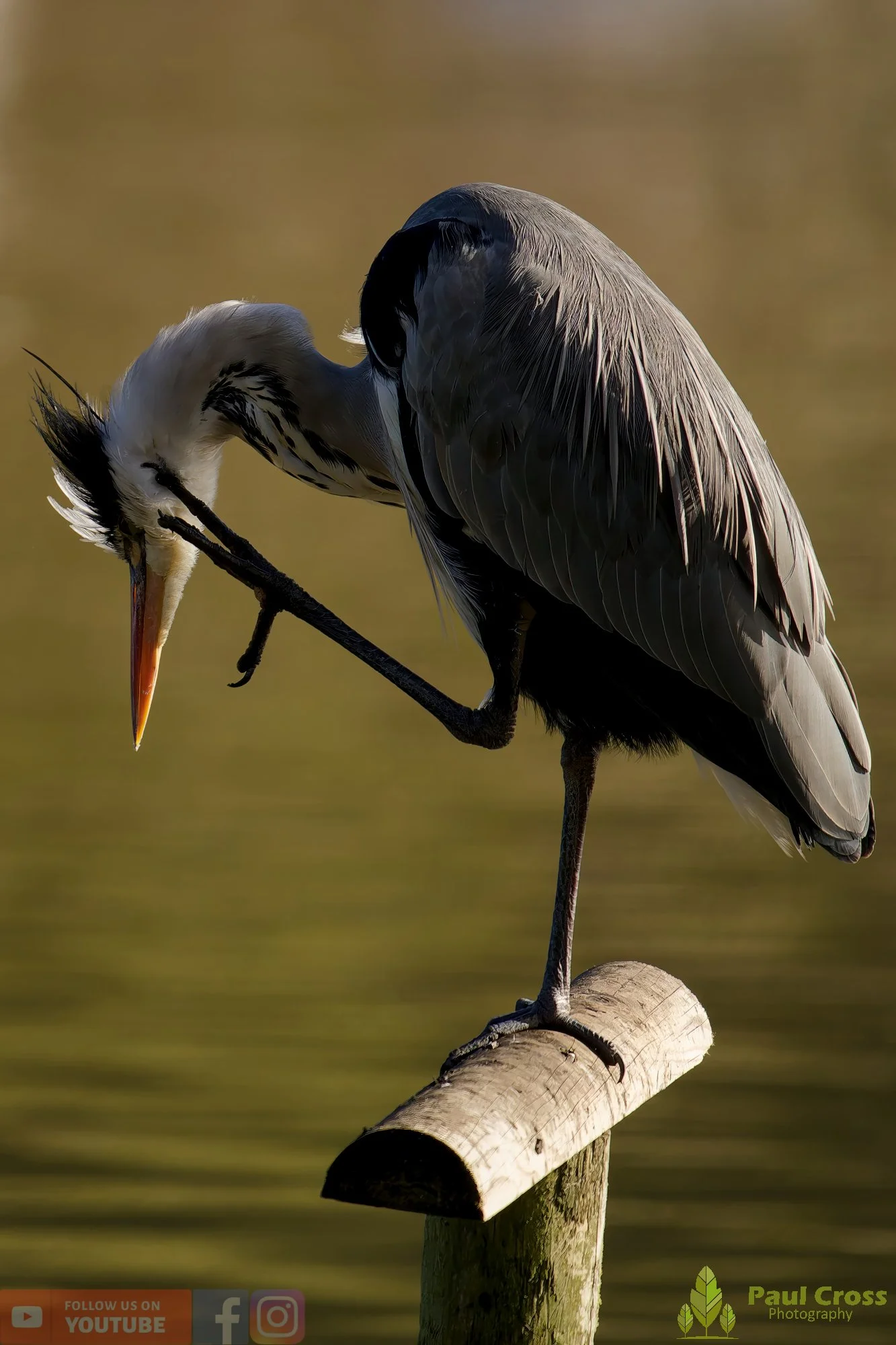 Grey Heron-00643.jpg