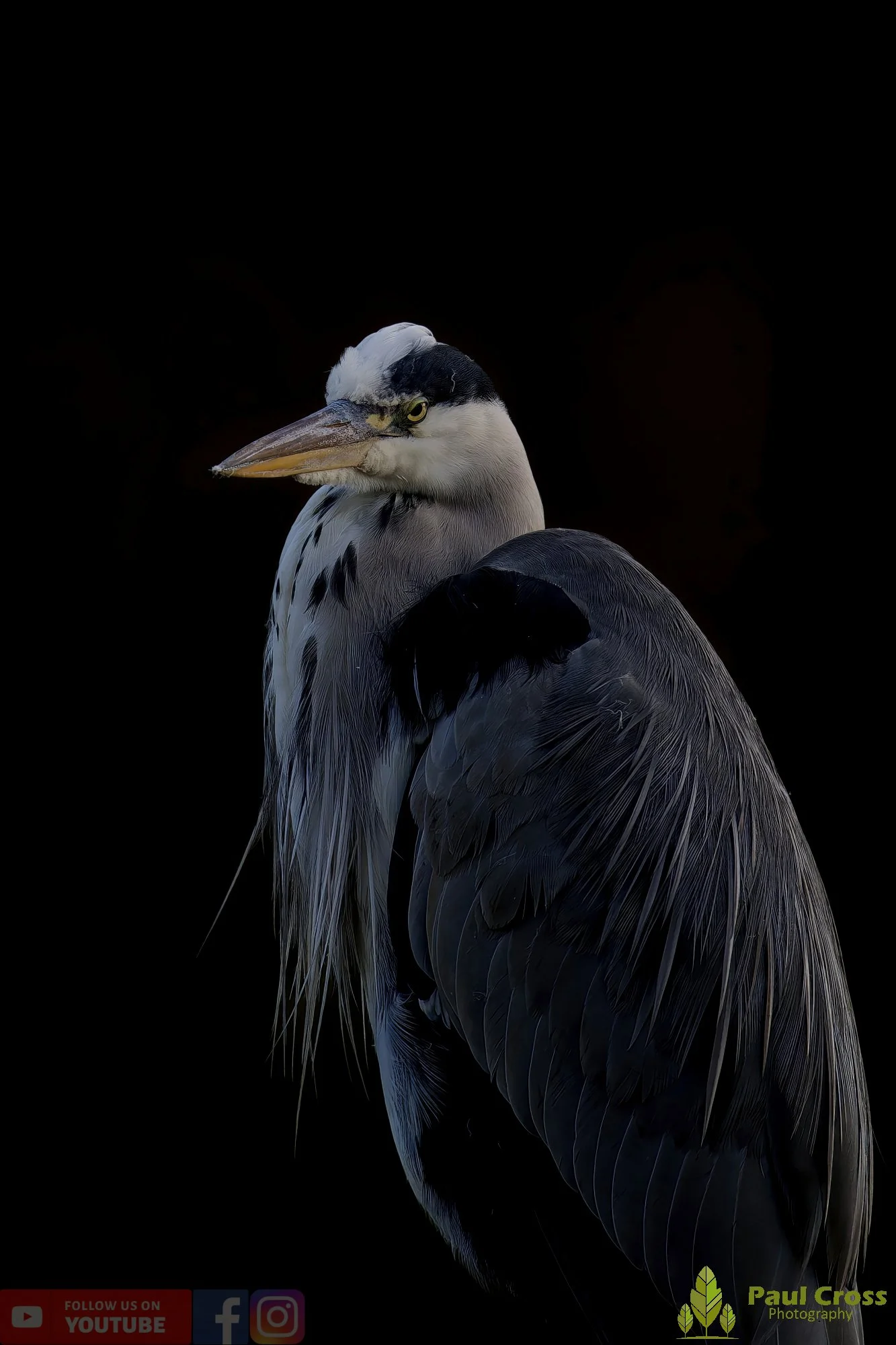 Grey Heron-00644.jpg