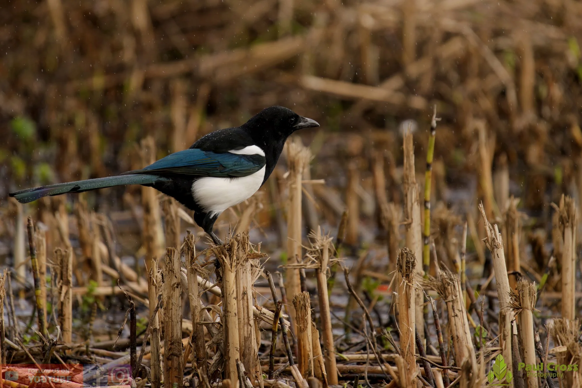 Magpie-00078.jpg