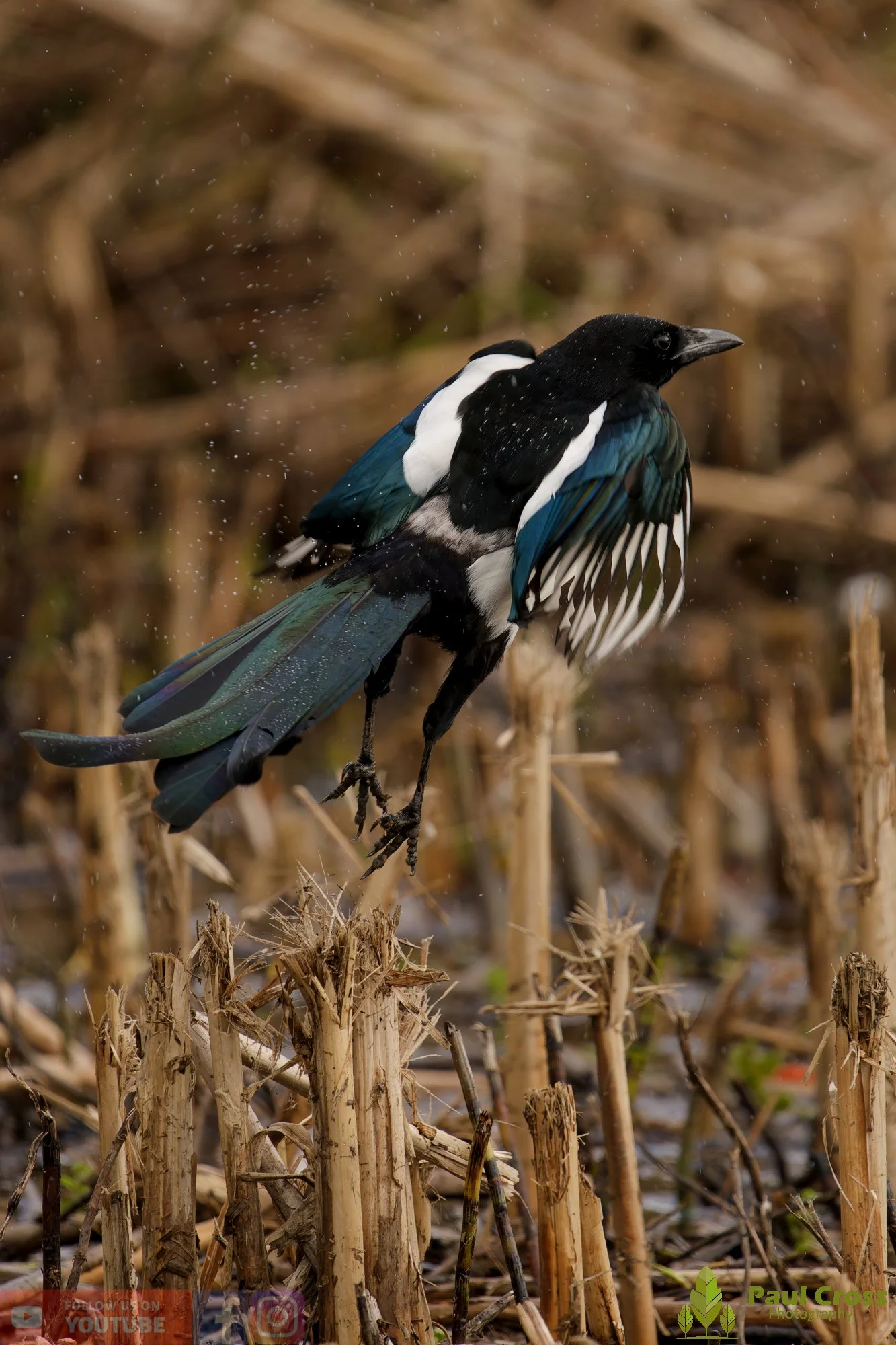 Magpie-00080.jpg