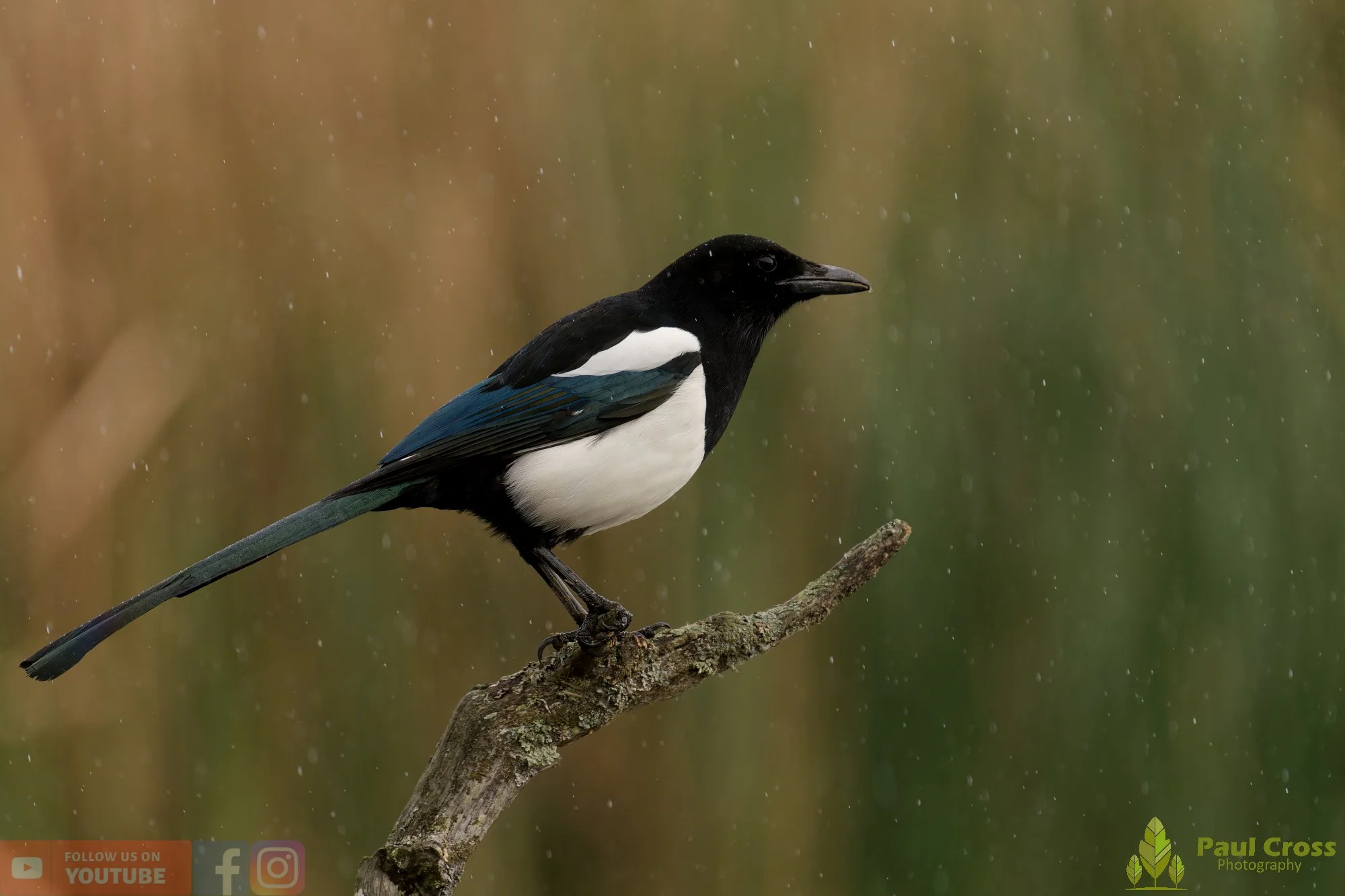 Magpie-00081.jpg