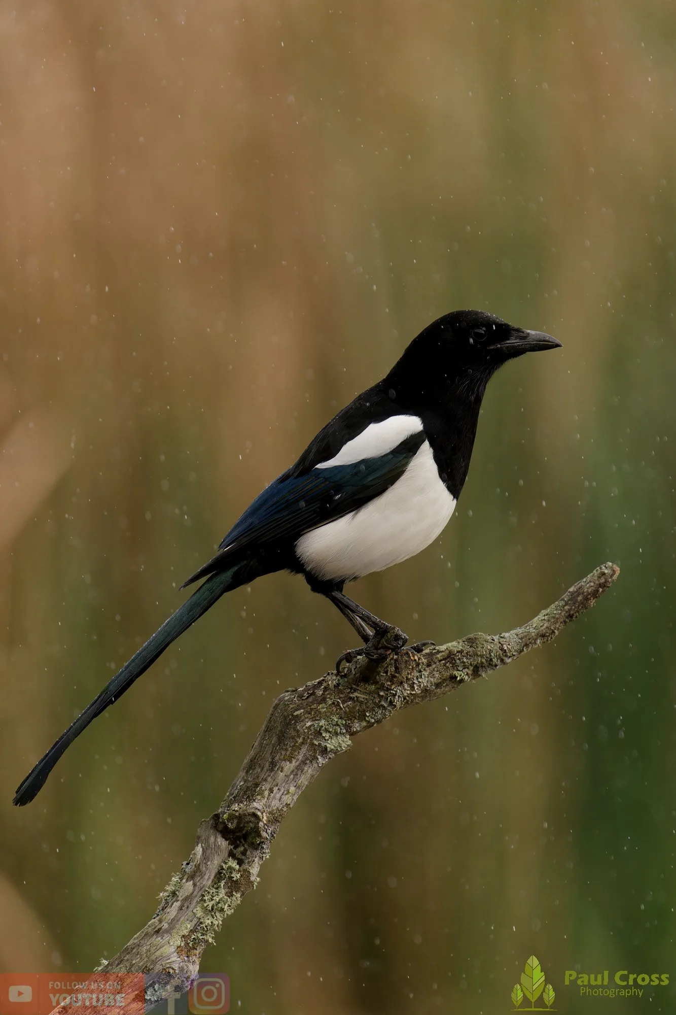 Magpie-00082.jpg