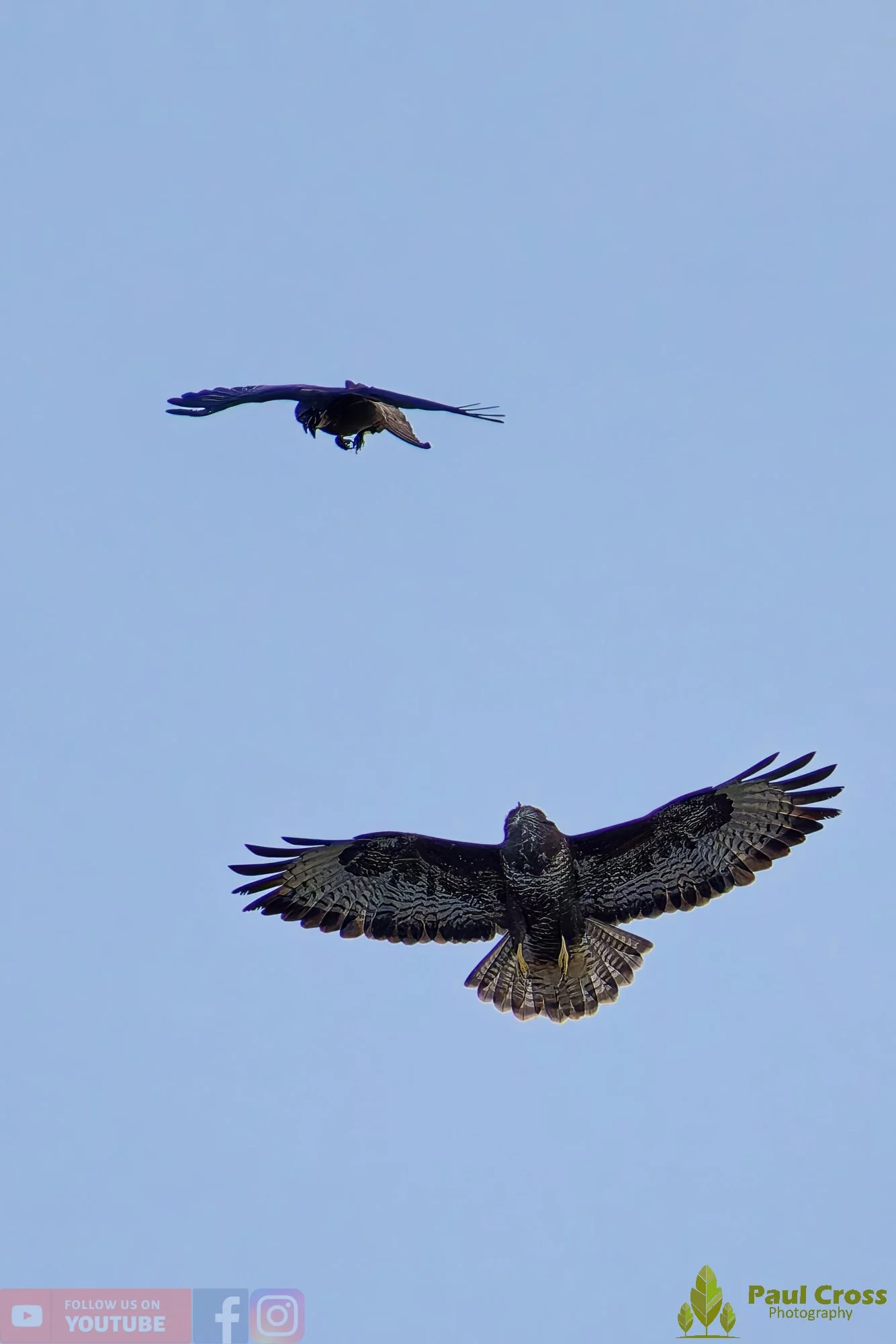 Buzzard-00108.jpg